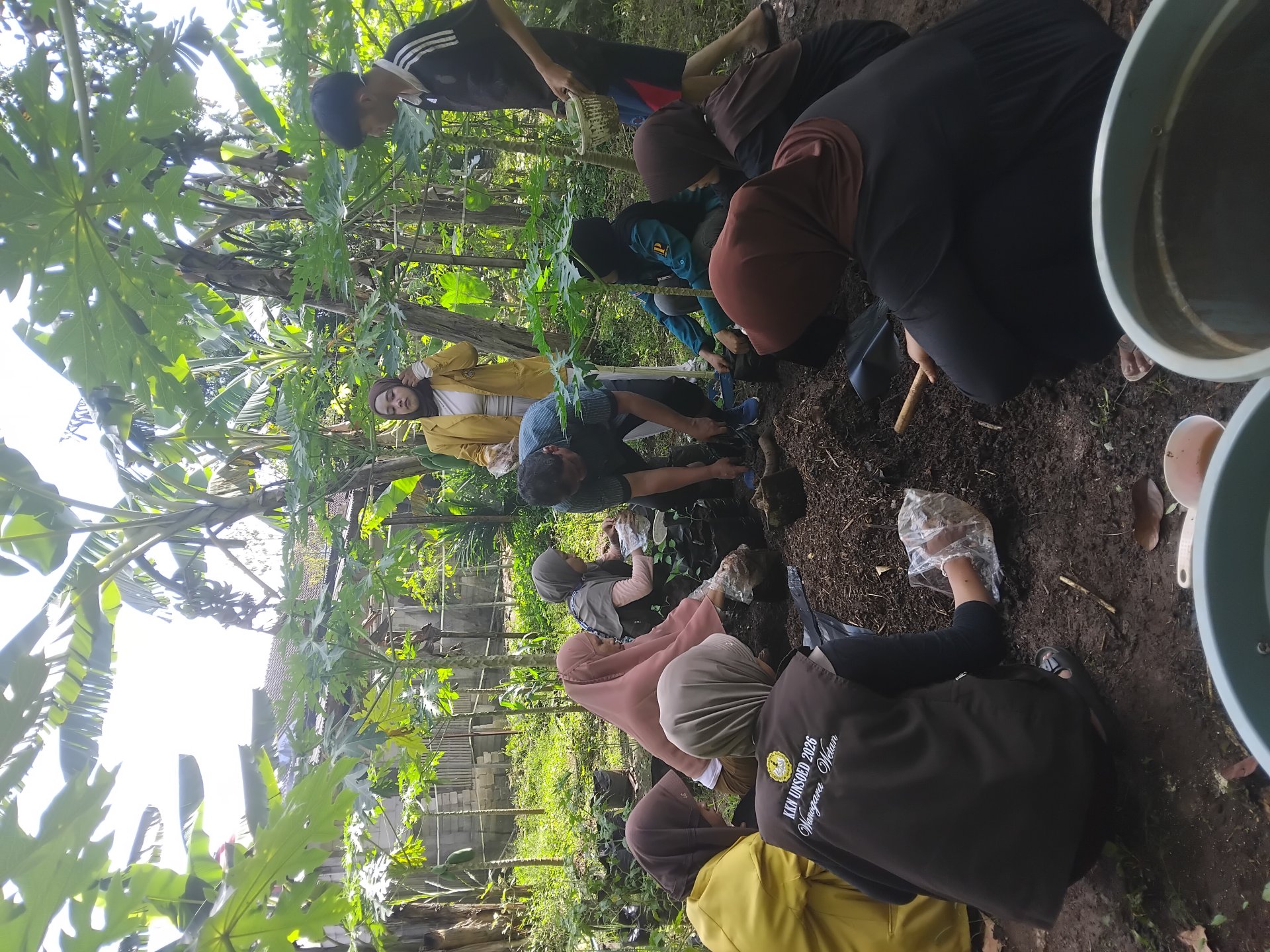 Penanaman Pohon Cabai