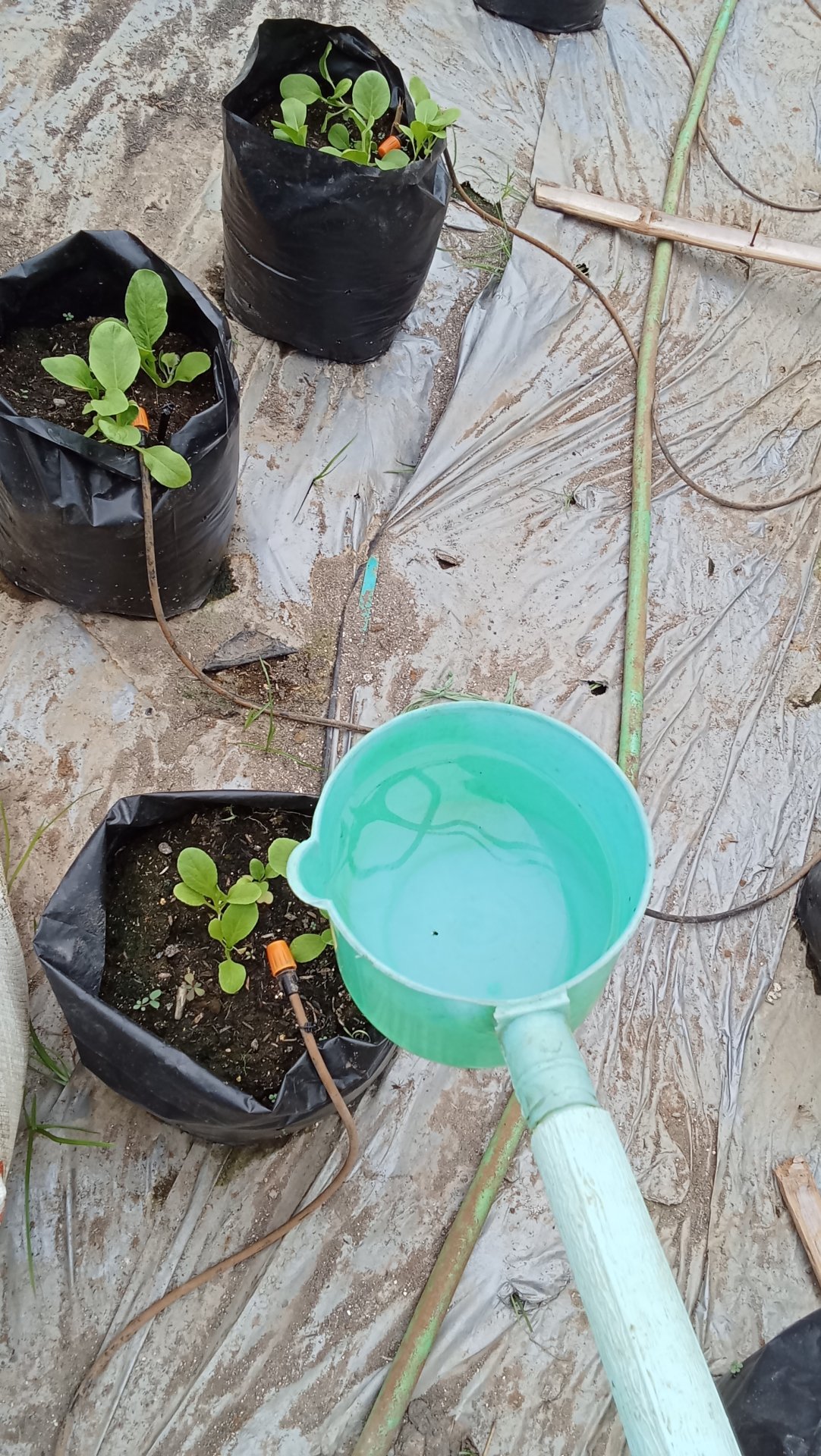 DAY 28 KKN - MENYIRAM TANAMAN PAKCOY