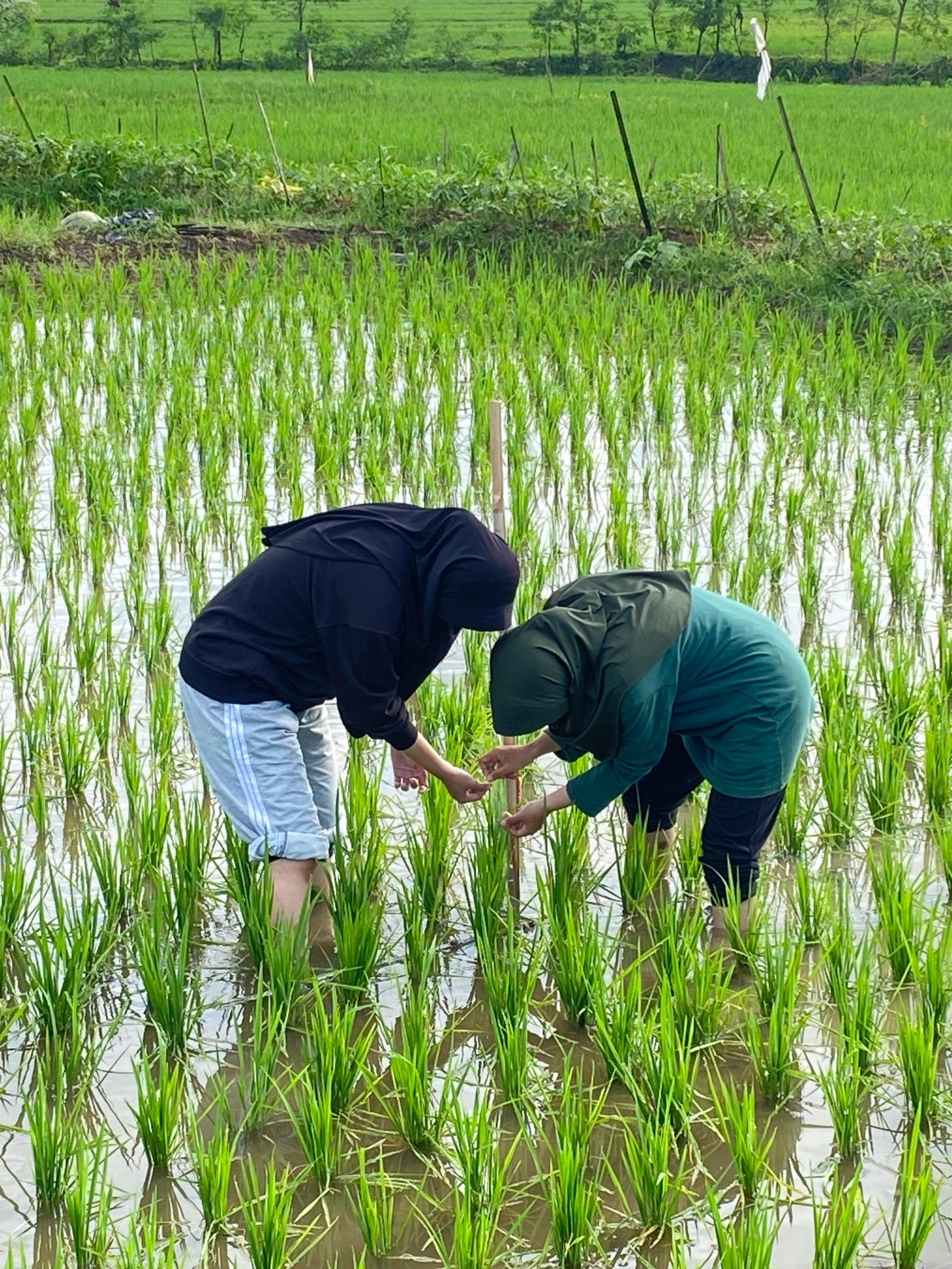 Pengamatan hama dan pertumbuhan tanaman di sambirata