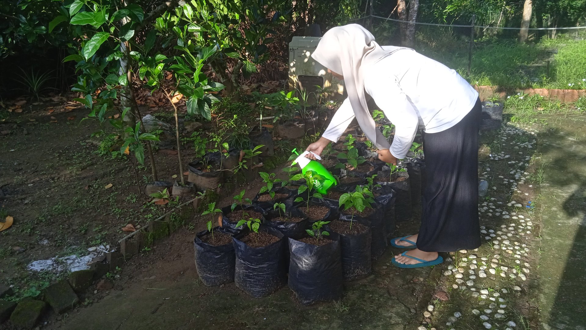 Monitoring tanaman cabai