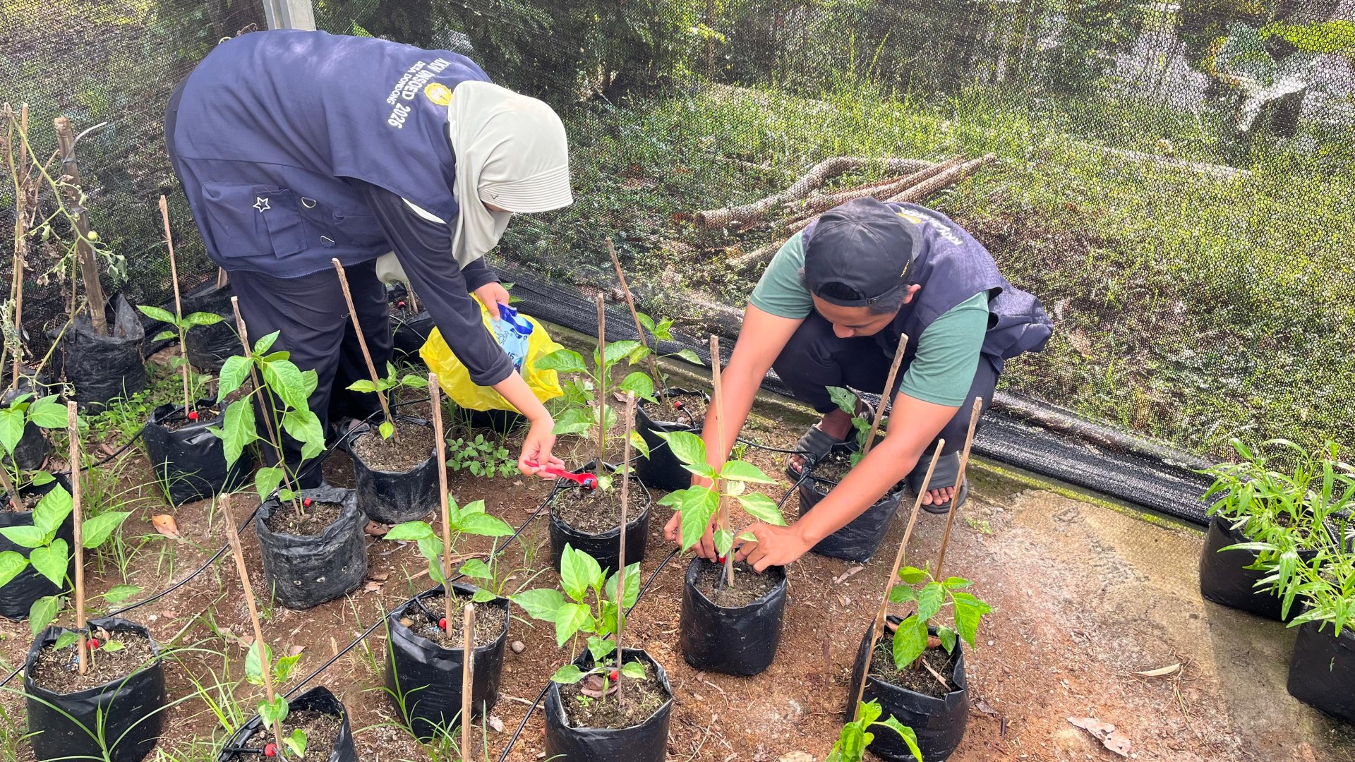 31/01/26 - Bid. Lingkungan - Penambahan pupuk irigasi tetes di KWT Dusun 3