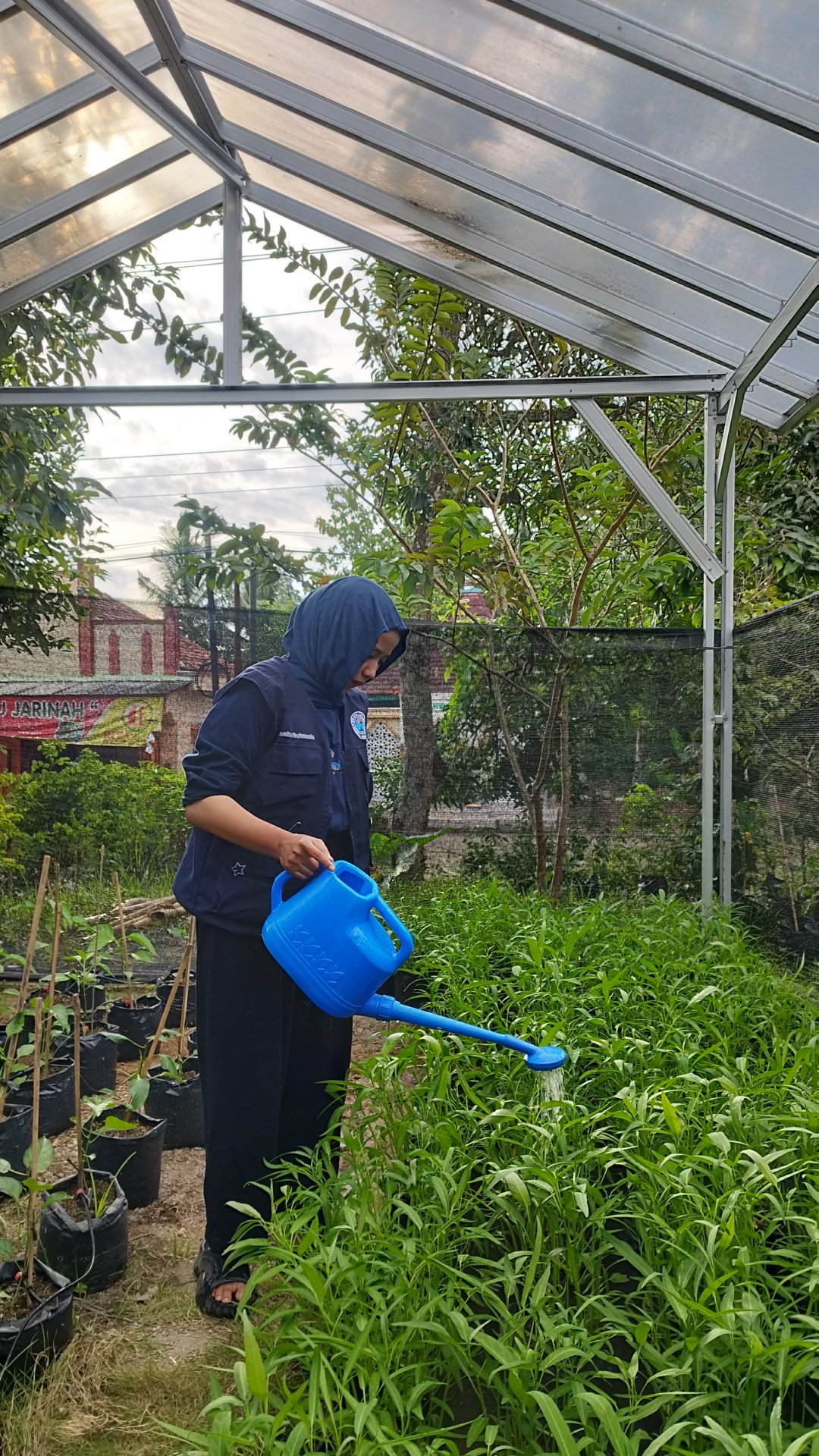 Bid. Lingkungan - Piket menyiram kangkung dan evaluasi irigasi tetes