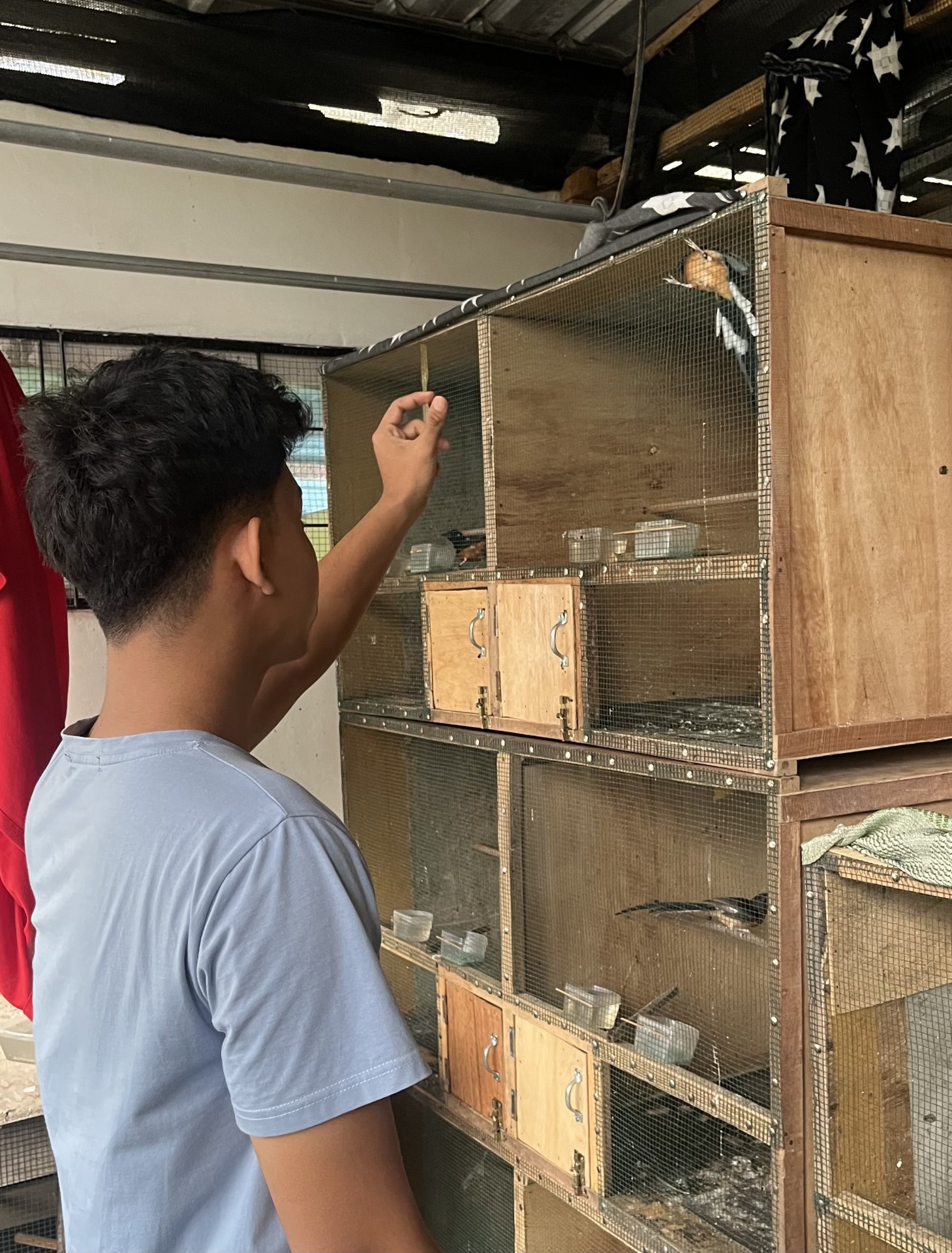 Budidaya Burung Murai Desa Dondong