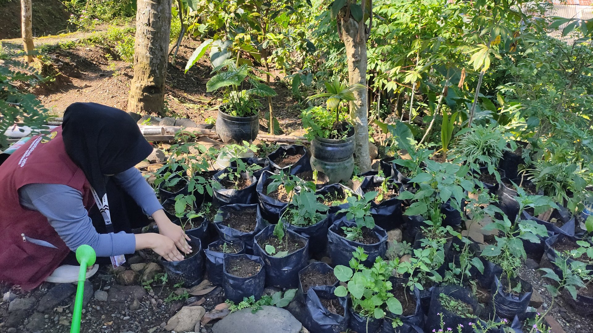 MELAKSANAKAN PROKER LINGKUNGAN PEMANTAUAN TANAMAN