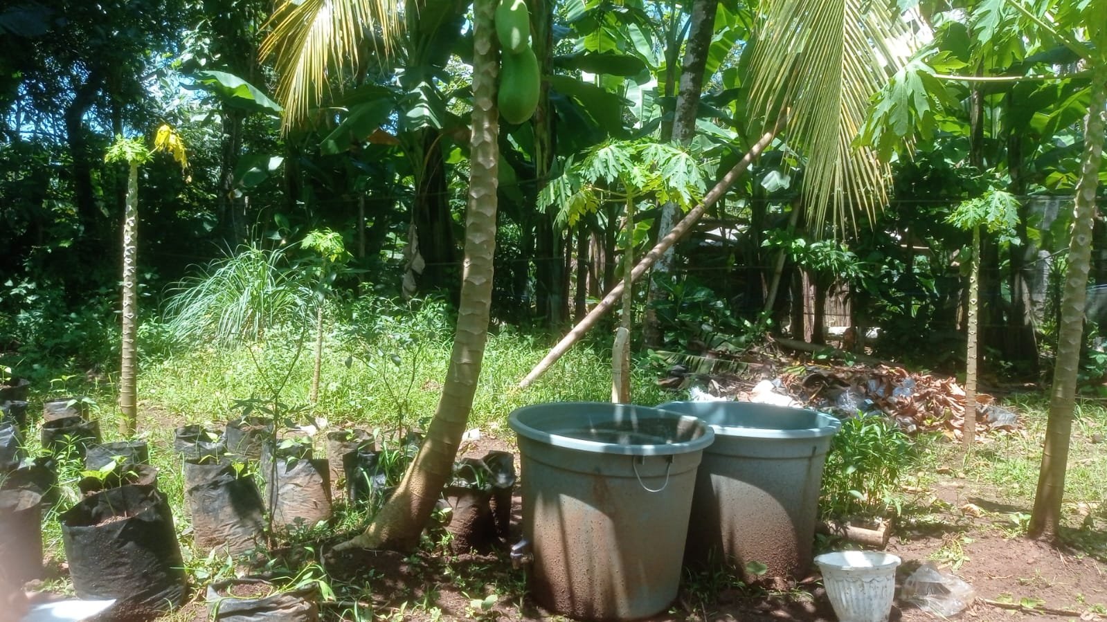 Penanaman Bibit Cabai di KWT Dewi Sri Bersama BPP