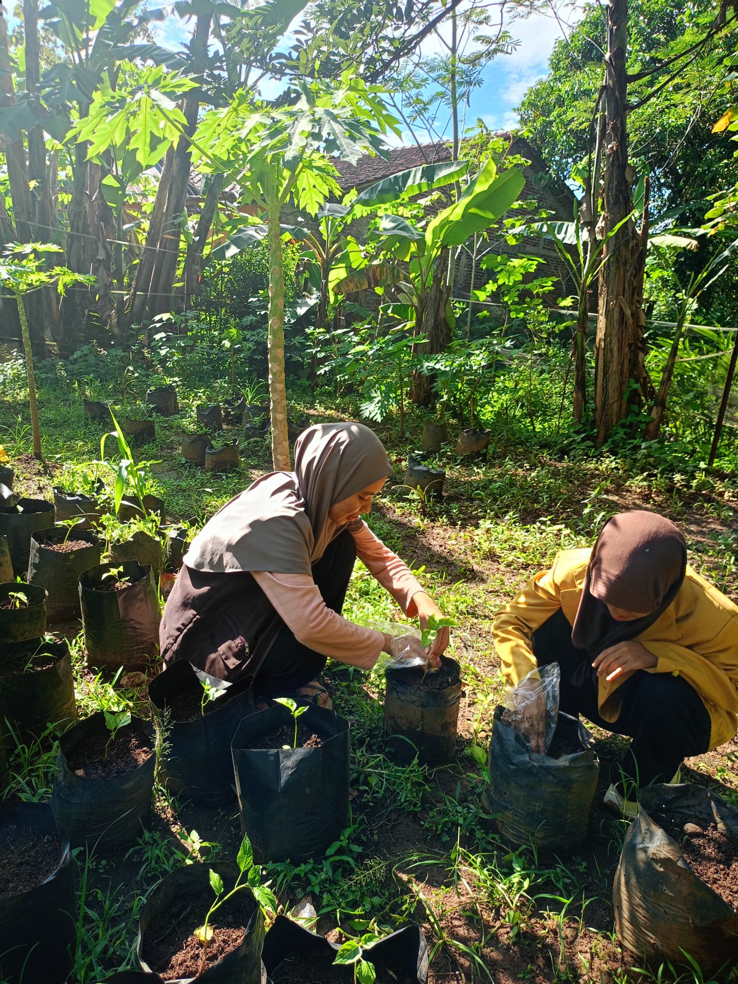 Penanaman bibit cabai