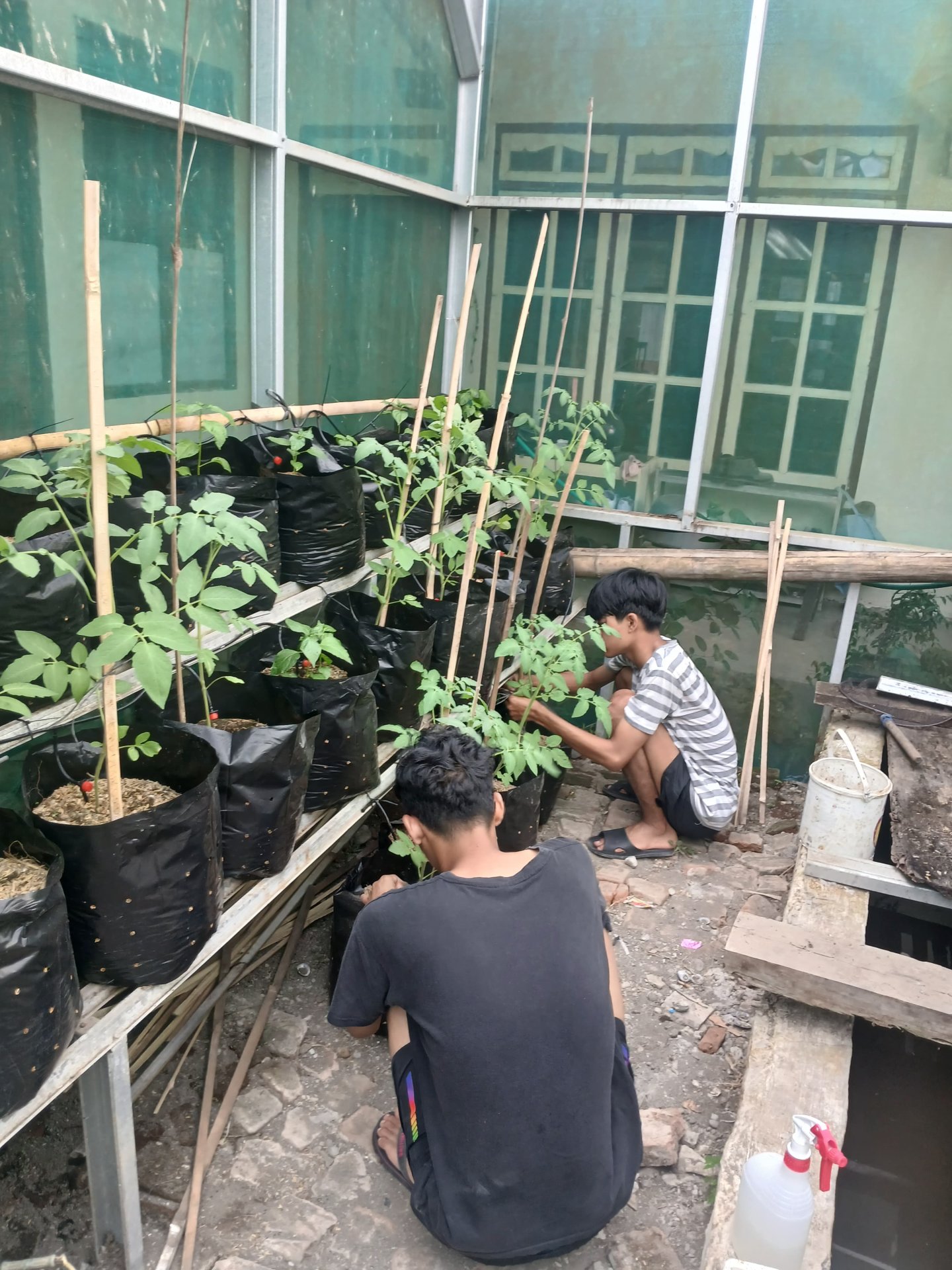 Kegiatan Hari Ke 28 | Bagian 2 : Monitoring Demplot Pertanian