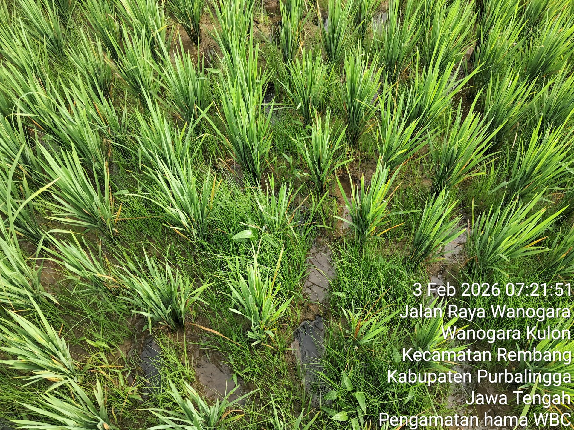 Monitoring musuh alami, hama, penyakit, dan pertumbuhan tanaman padi