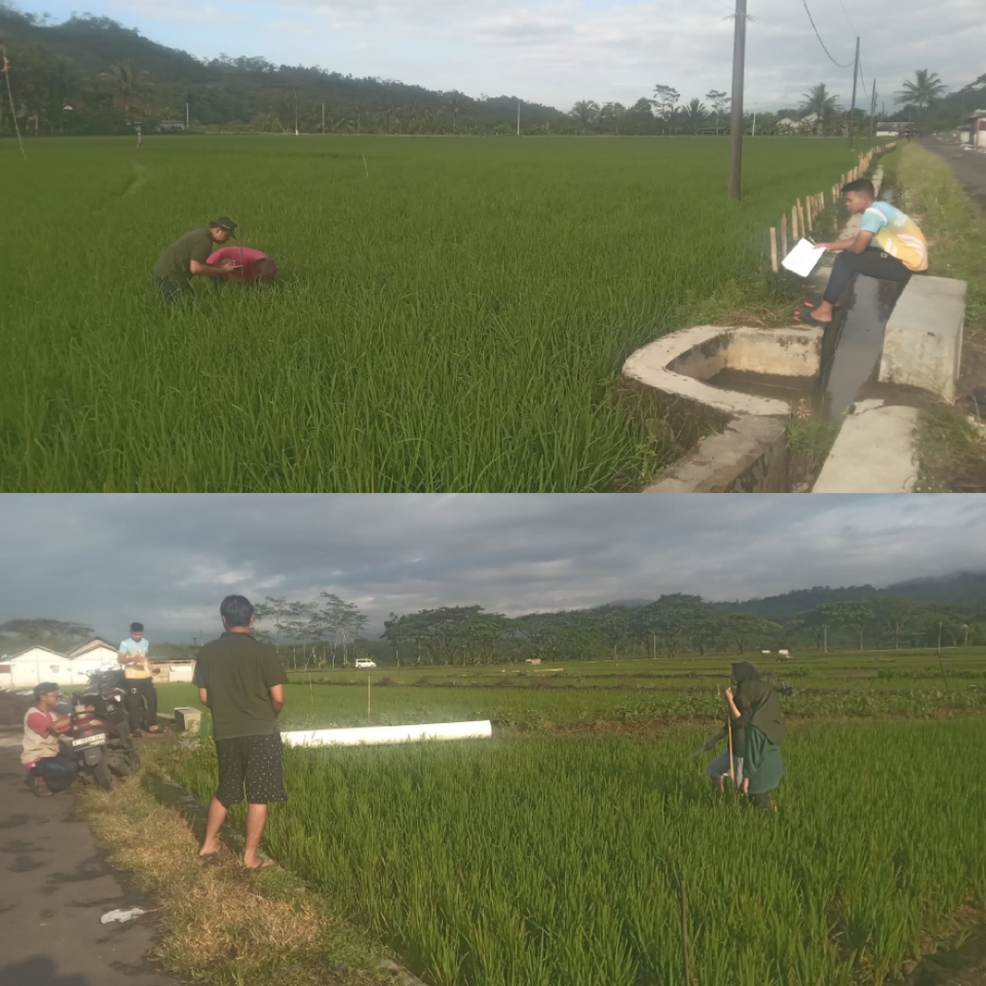 Pengamatan dan Monitoring Sawah sebagai Upaya Mendukung Pertanian Berkelanjutan
