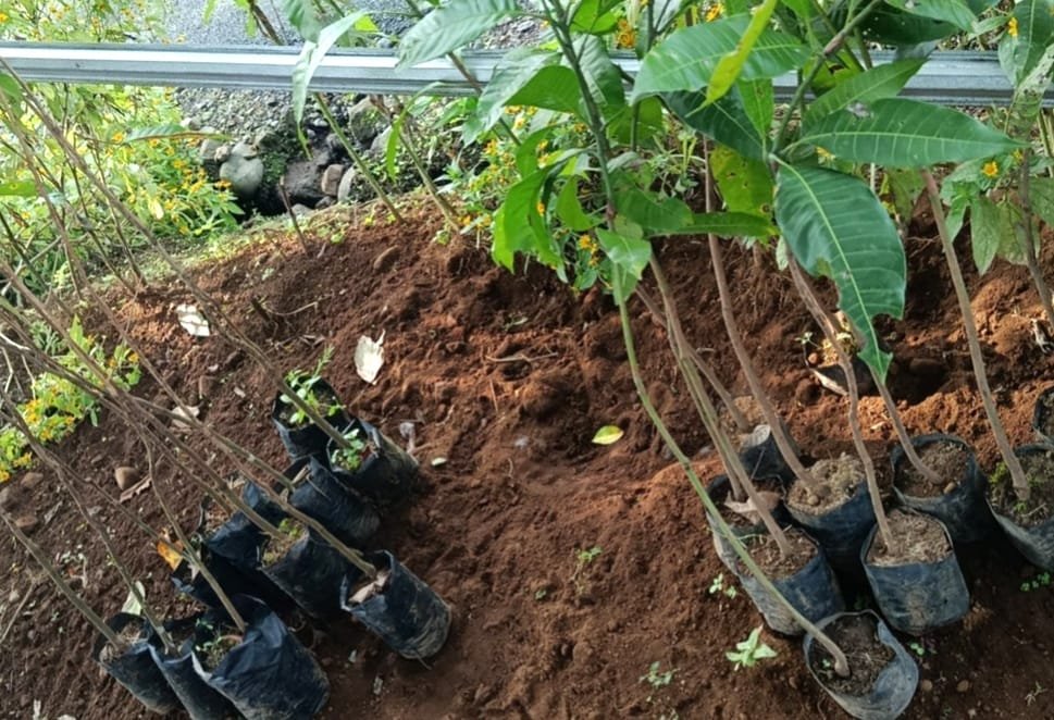 Hari Ke-26 KKN — Persiapan Penyerahan Bibit Tanaman