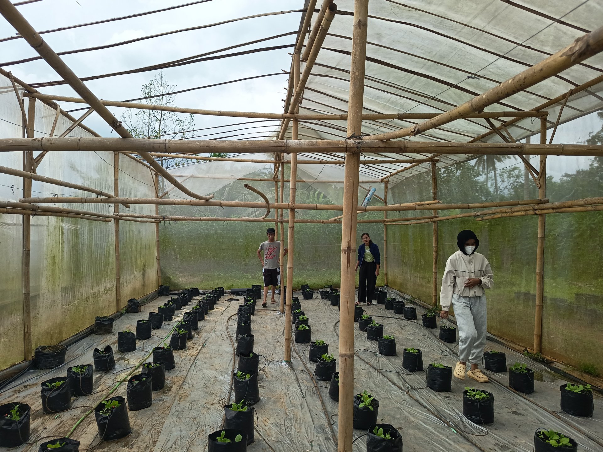 Hari Ke-Dua Puluh Delapan: Menyiram pakcoy dan pendampingan pembuatan akun shopee food