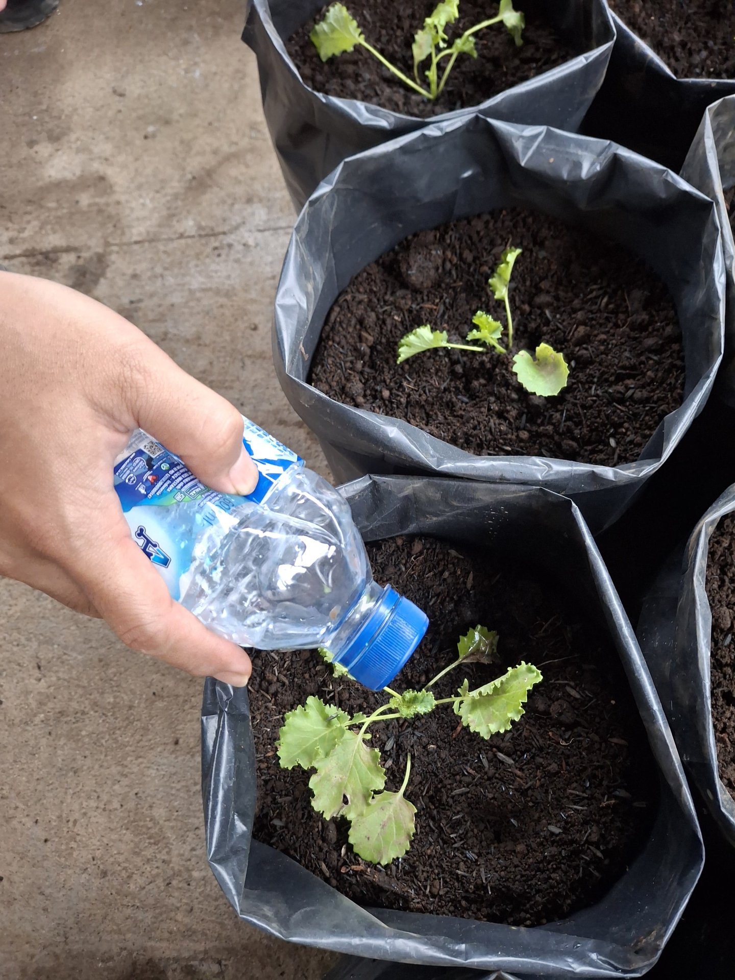 Pendampingan Pemberian Pupuk Pestisida Organik