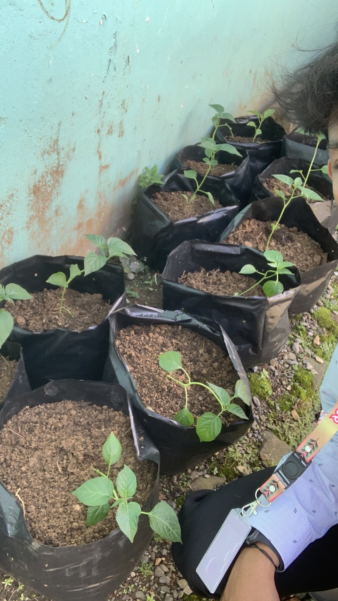 Monitoring Intensifikasi Pekarangan Tanaman Cabai