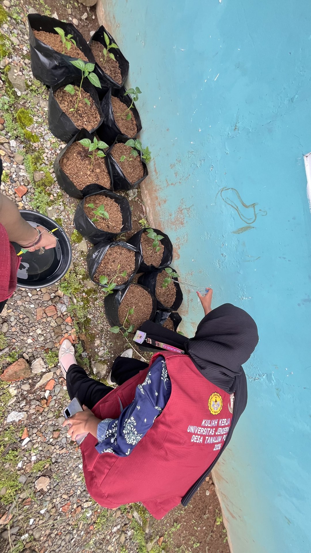 Monitoring Intensifikasi Pekarangan Tanaman Cabai