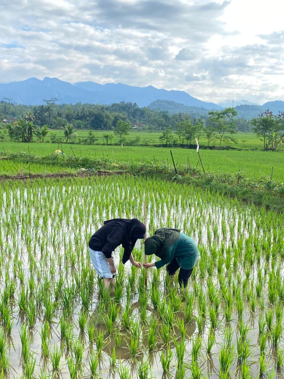 Monitoring Hama, Penyakit, dan Pertumbuhan Tanaman Padi