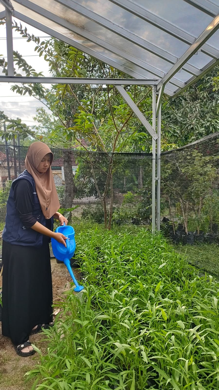 Intensifikasi pekarangan Dusun 3