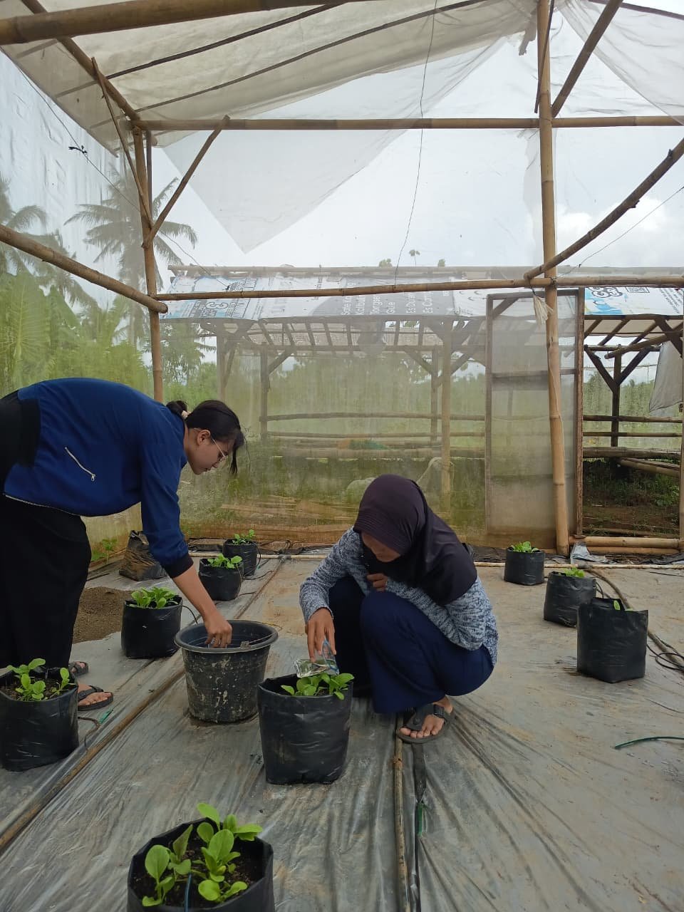 Kegiatan KKN Hari Ke-28: Pendampingan Shopee dan Penyiraman Tanaman Pakcoy