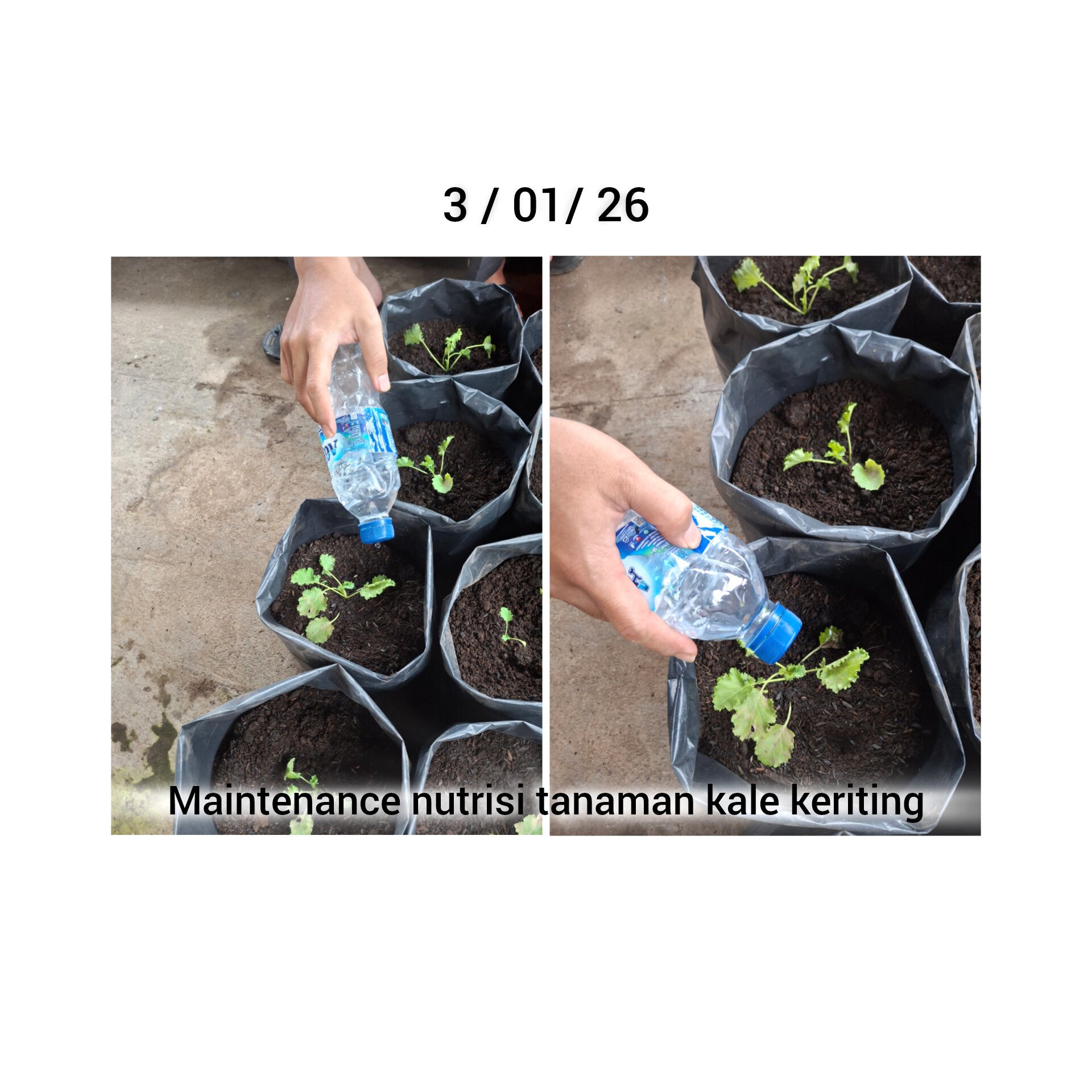 Maintenance Nutrisi Tanaman Kale Keriting