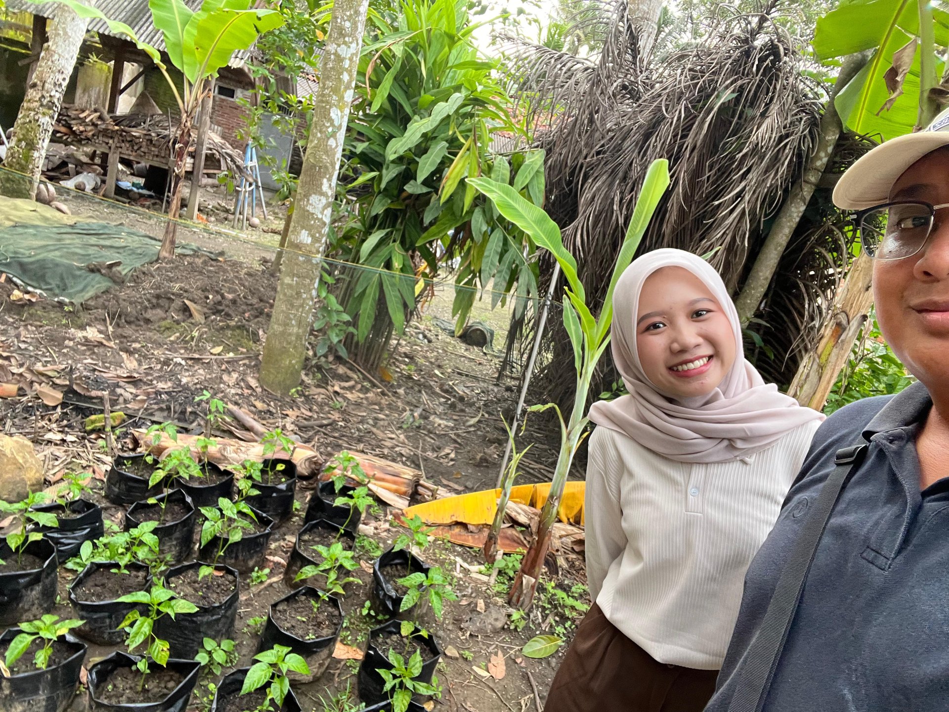 MONITORING TANAMAN CABAI