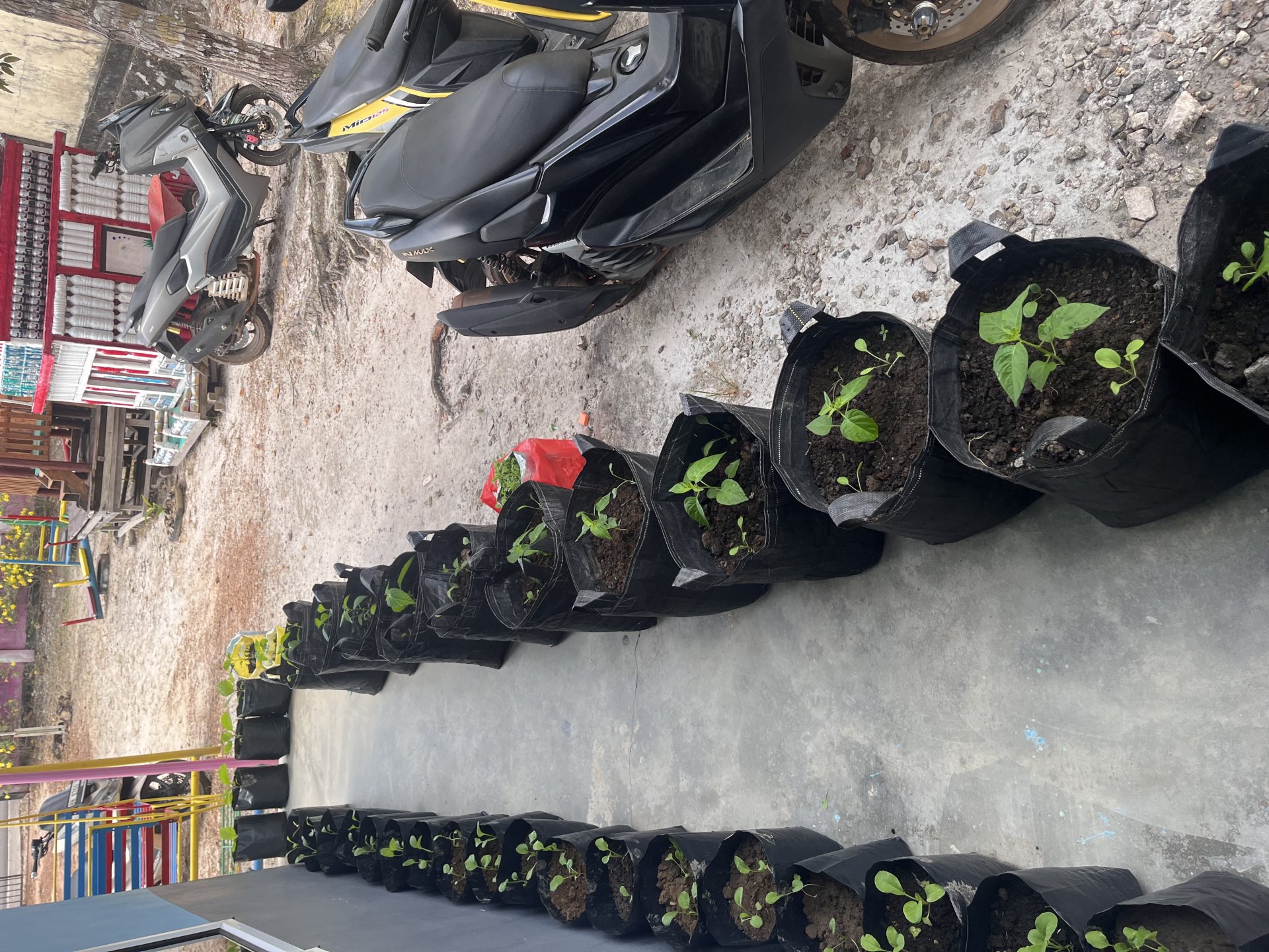 Pemantauan dan perawatan demplot