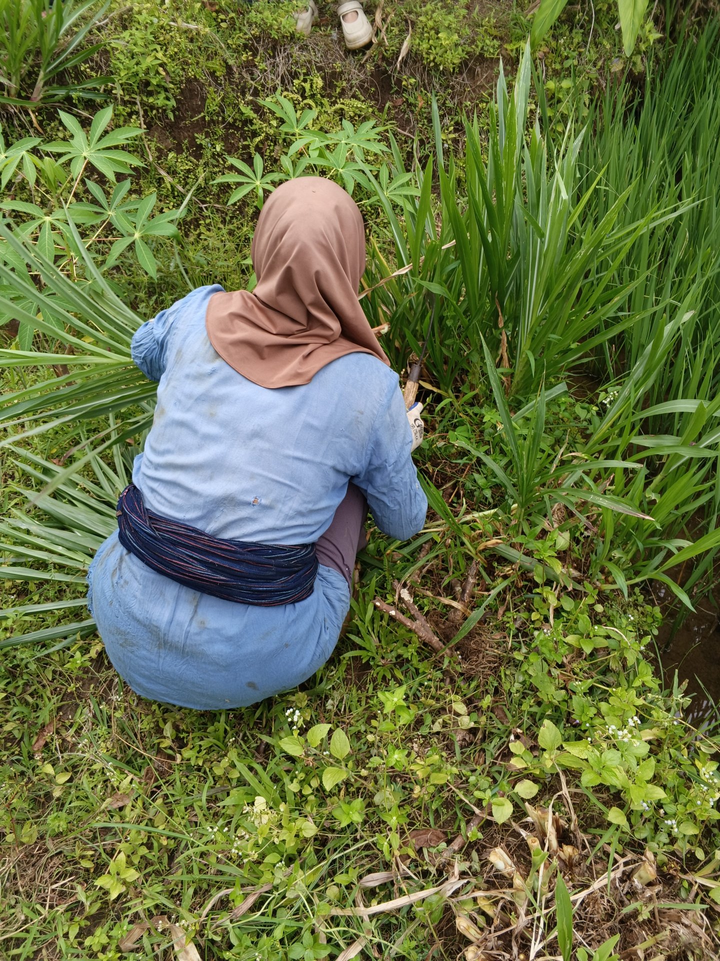 Hari ke 29 KKN Kaligowong Unsoed