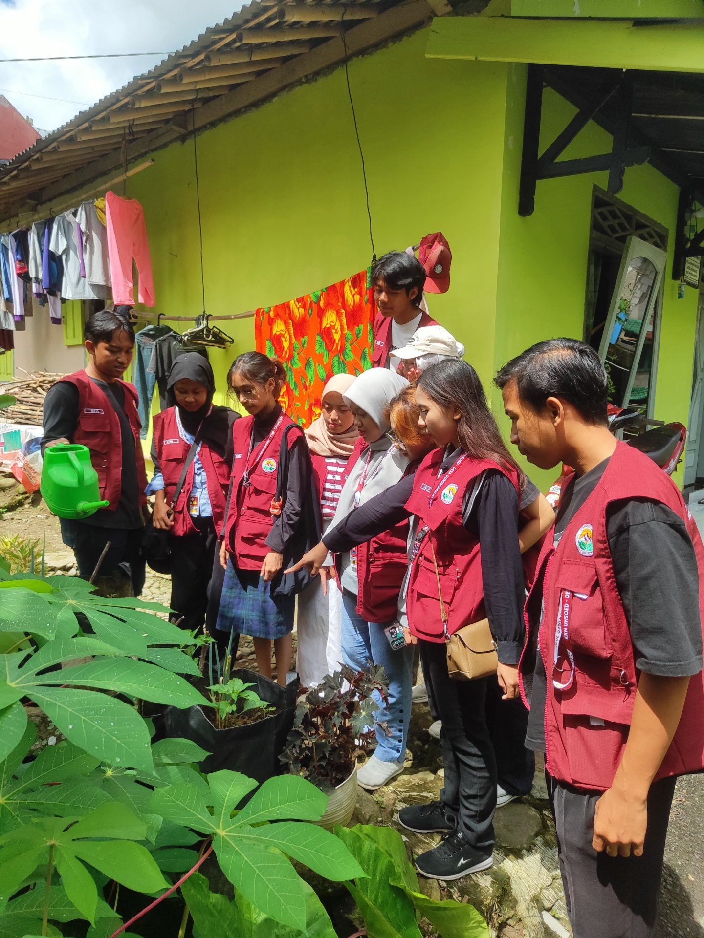 monitoring tanaman pekarangan