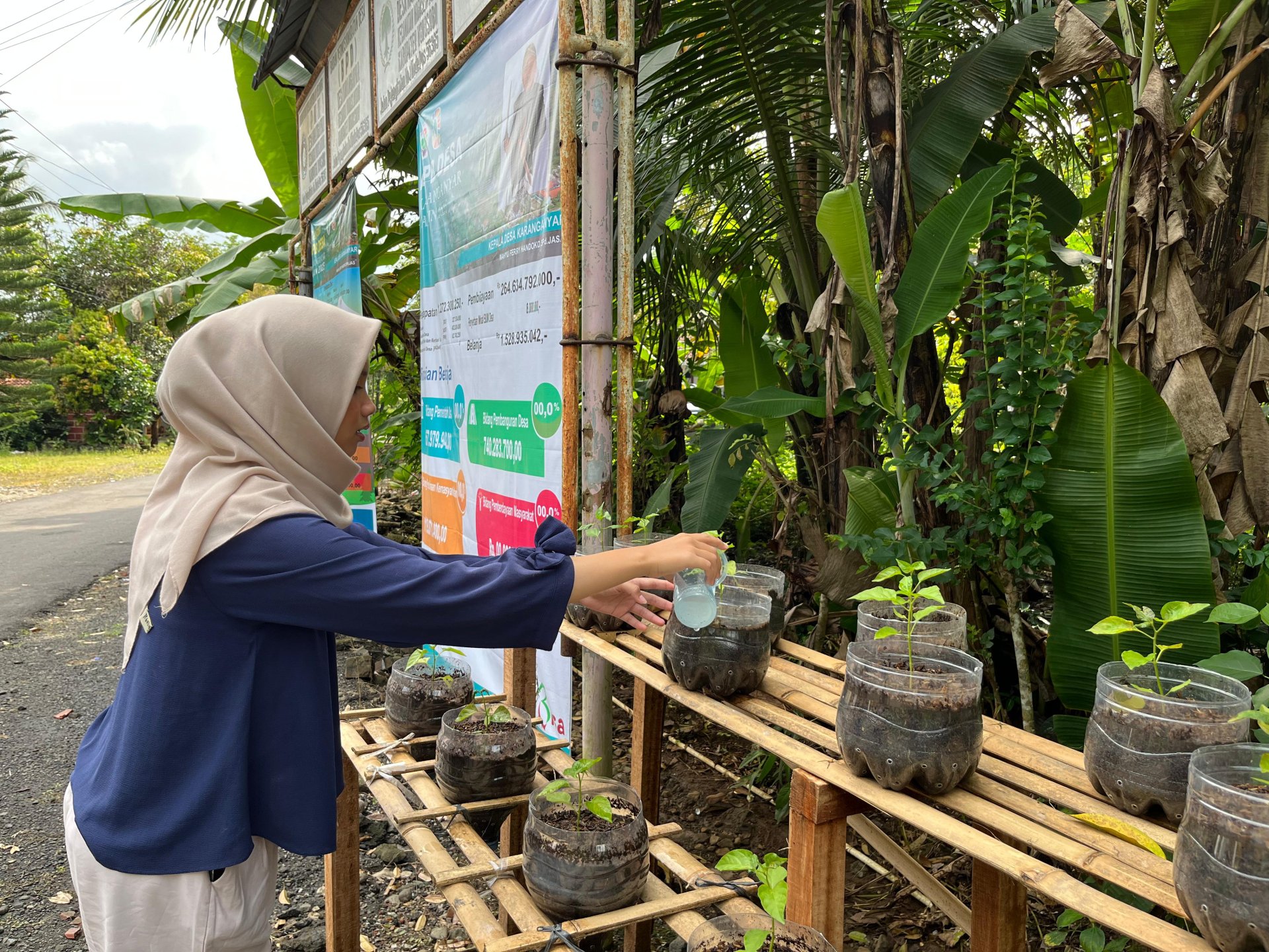 Pengaplikasian Pupuk ke Instalasi Cabai