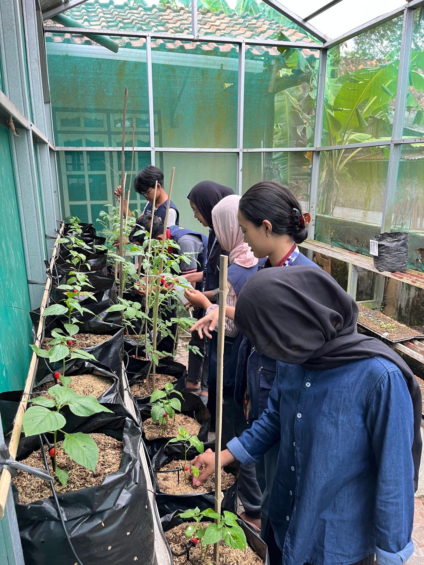 Kegiatan Ketiga puluh | Kegiatan Pendampingan demplot