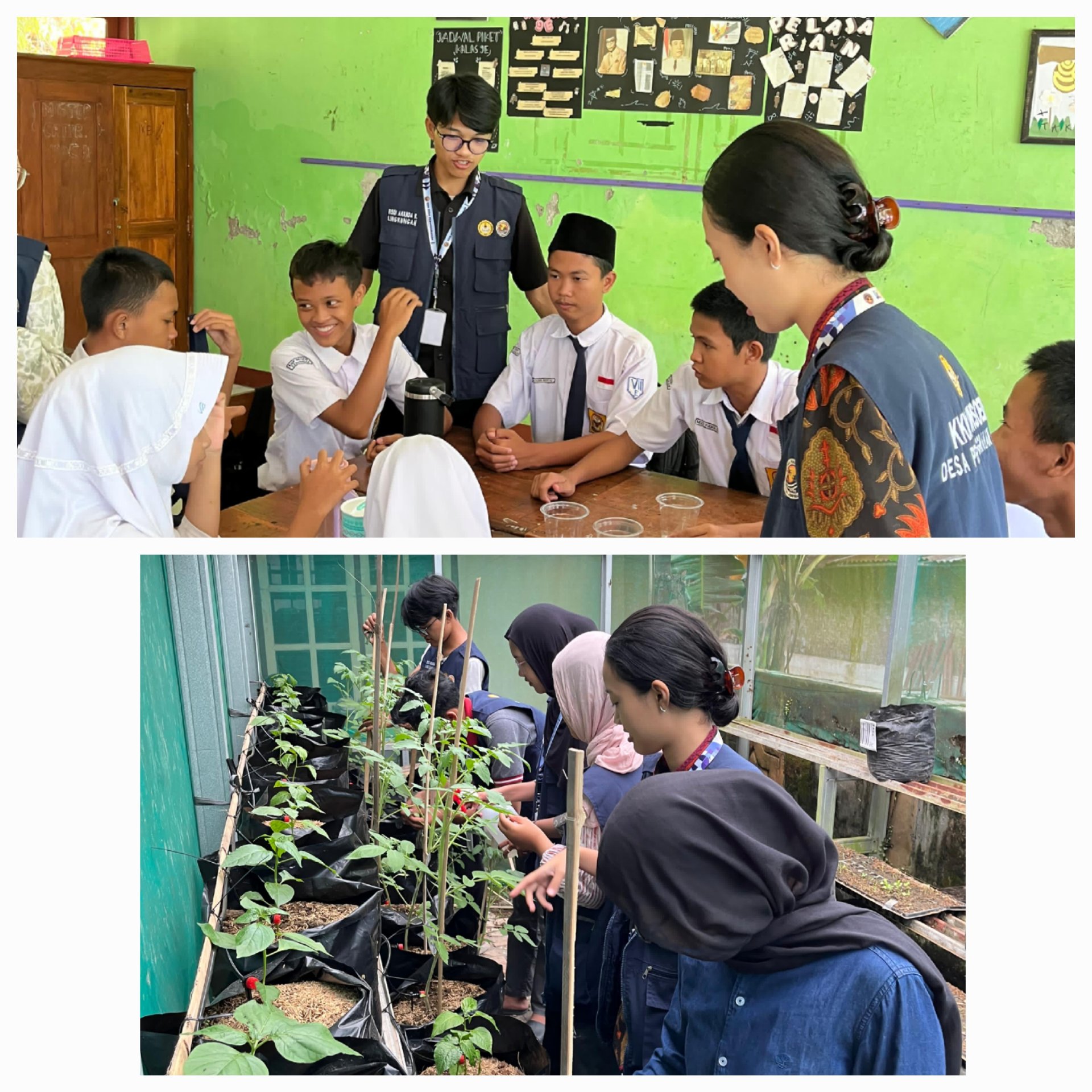 Kegiatan hari ke-29 : Mengikuti uji pH minuman konsumsi dan memantau demplot tanaman