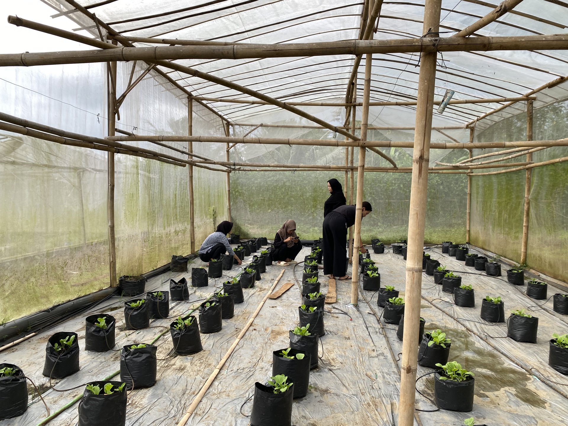 KEGIATAN KKN DESA PLANA HARI KE-30