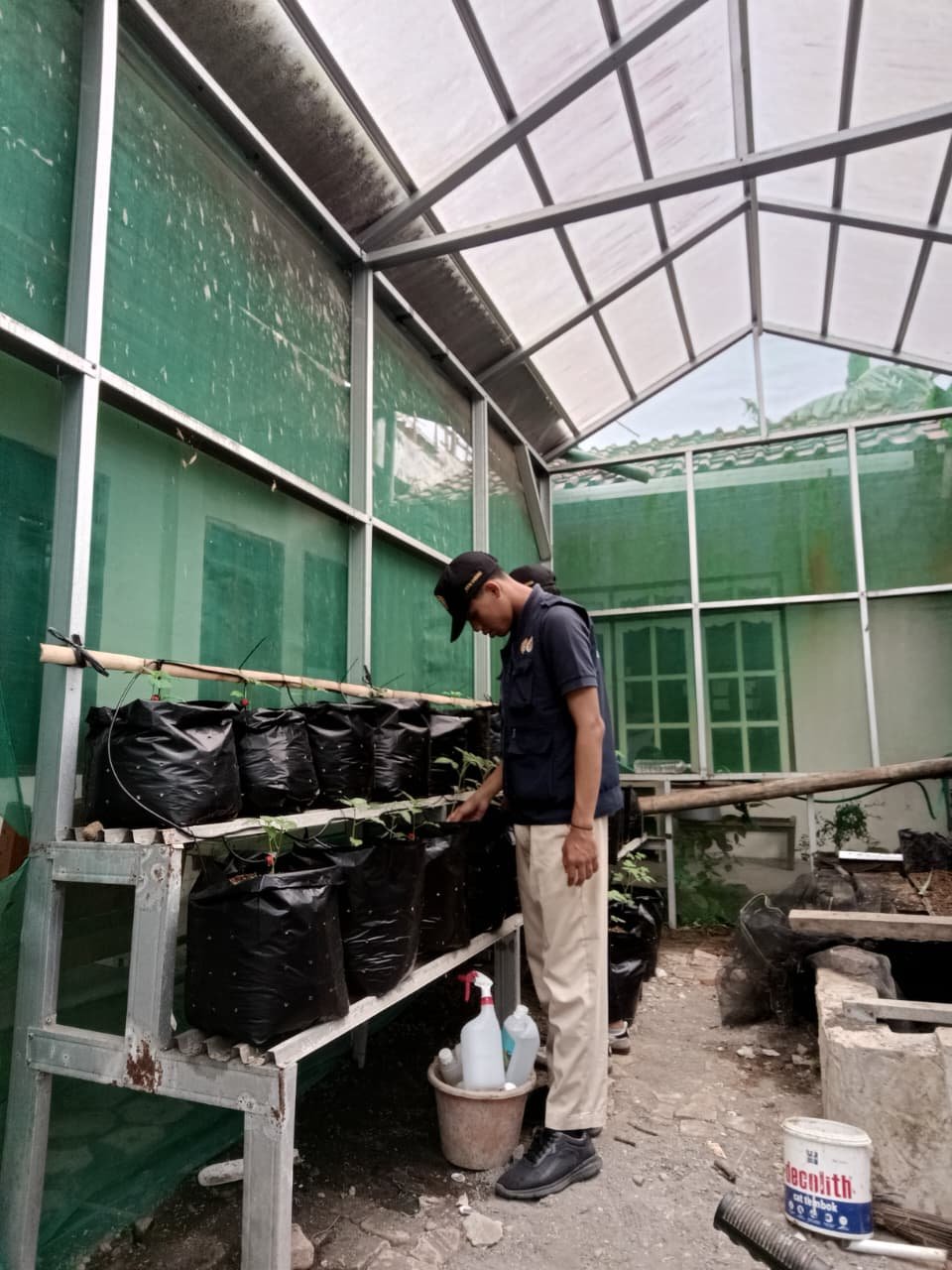 Kegiatan Hari Ke-25 | Intensifikasi Demplot Pertanian