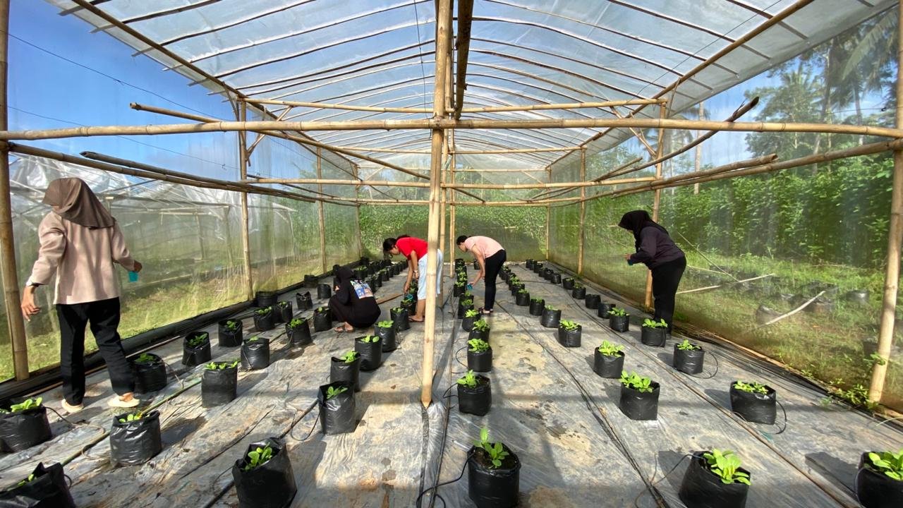 Hari ke-31 KKN: Pemeliharaan Pakcoy dan Piket Balai Desa