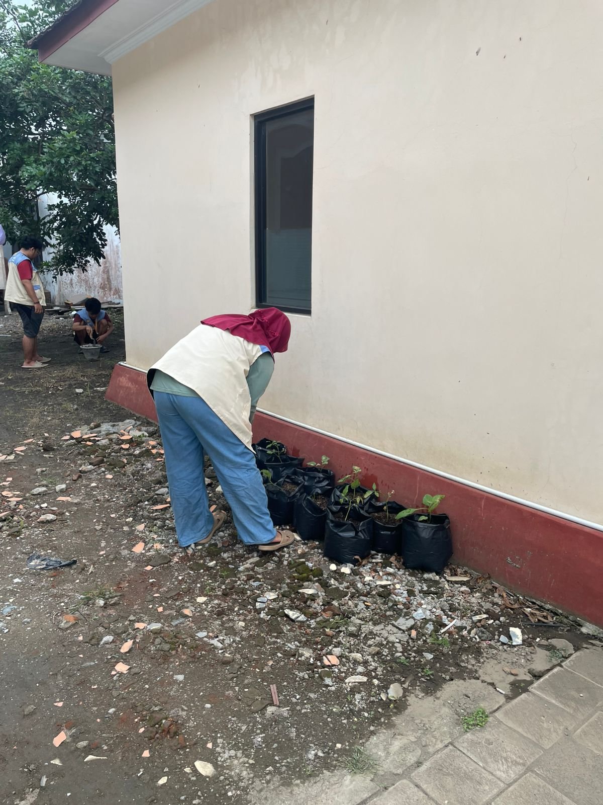 Monitoring Tanaman Cabai dan Terong (05 Februari 2026)