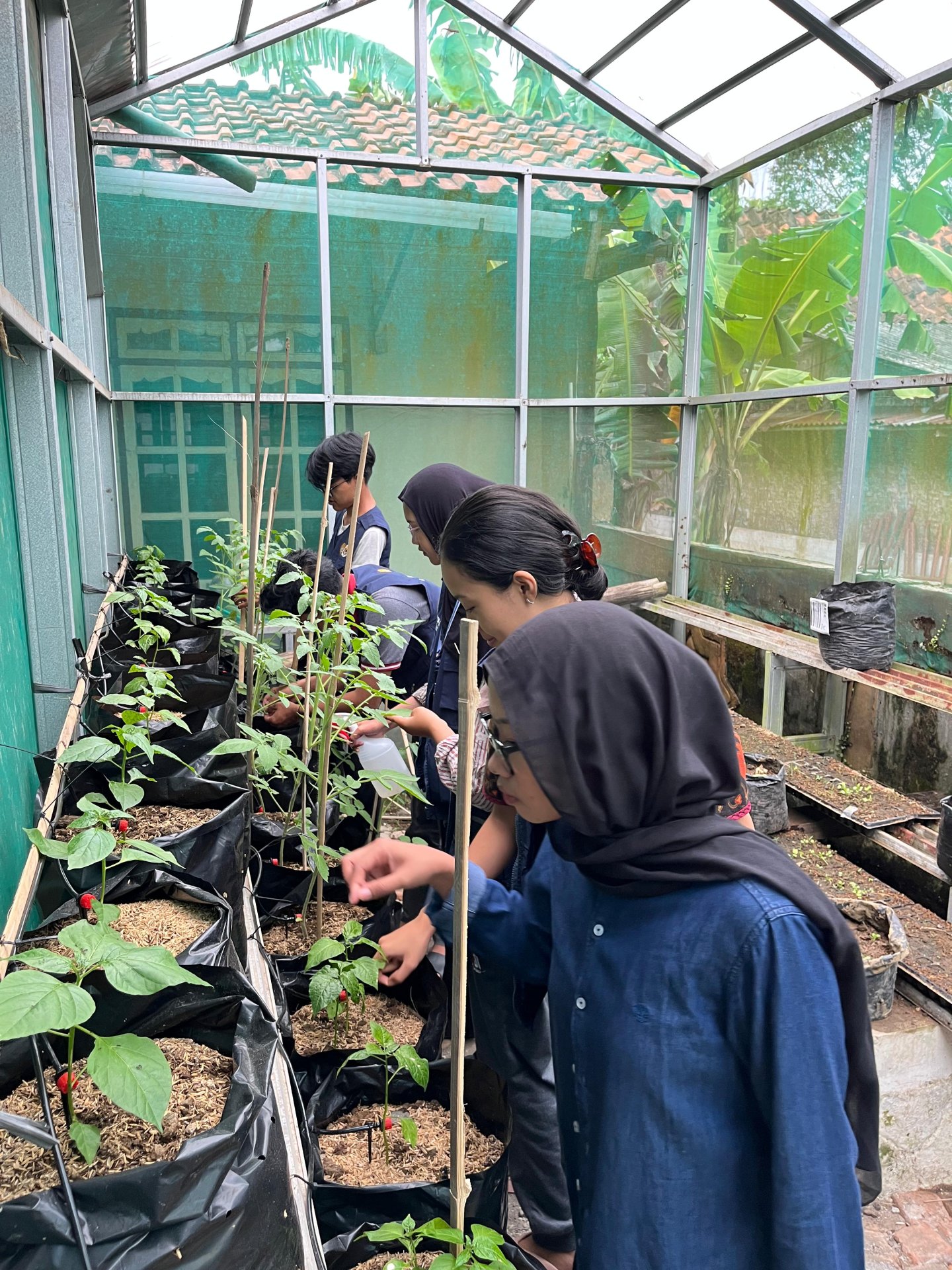 Kegiatan Hari Ke-30 | Monitoring Demplot pertanian