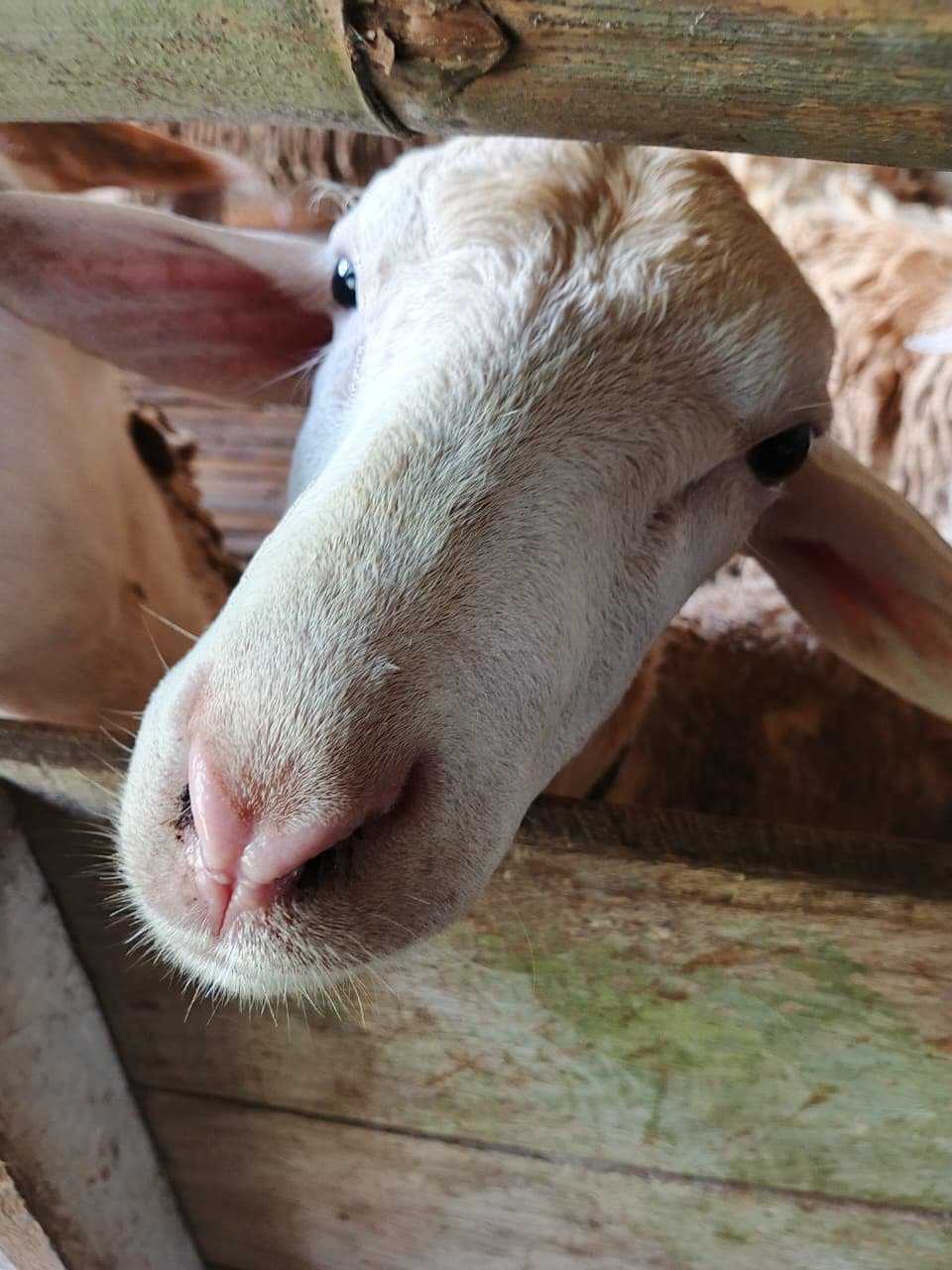 kunjungan peternak kambing