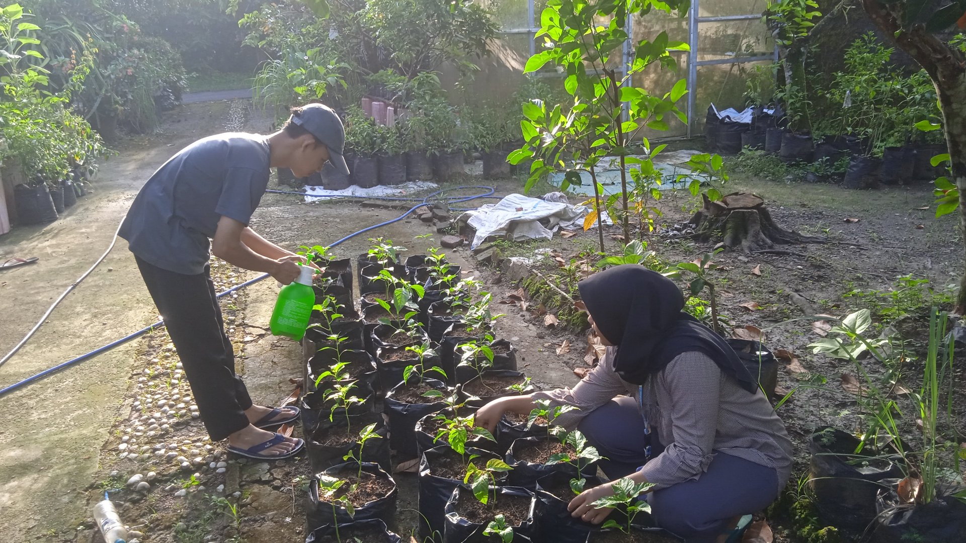 Monitoring Tanaman Cabai