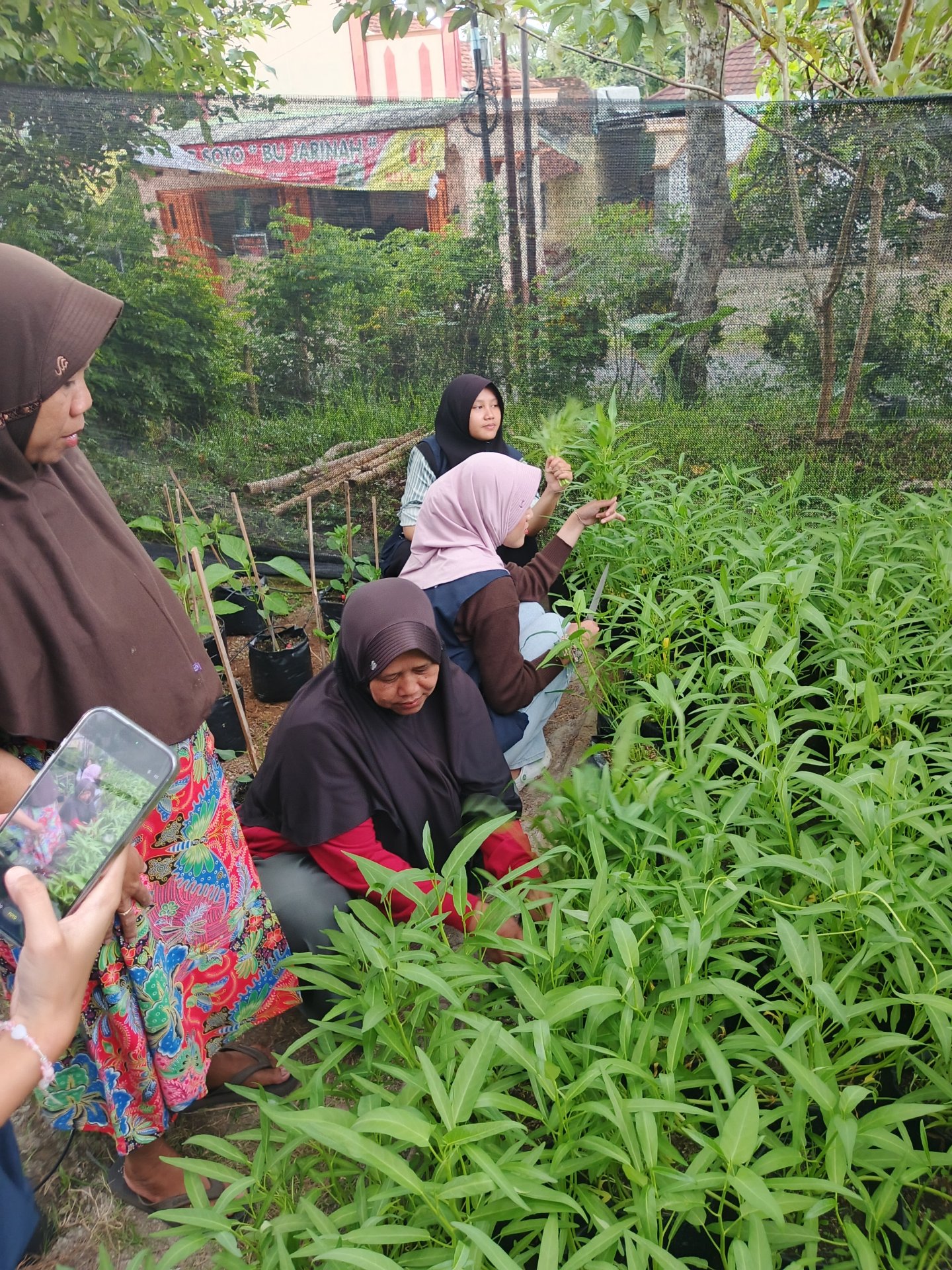 Pemanenan Kangkung Bersama KWT