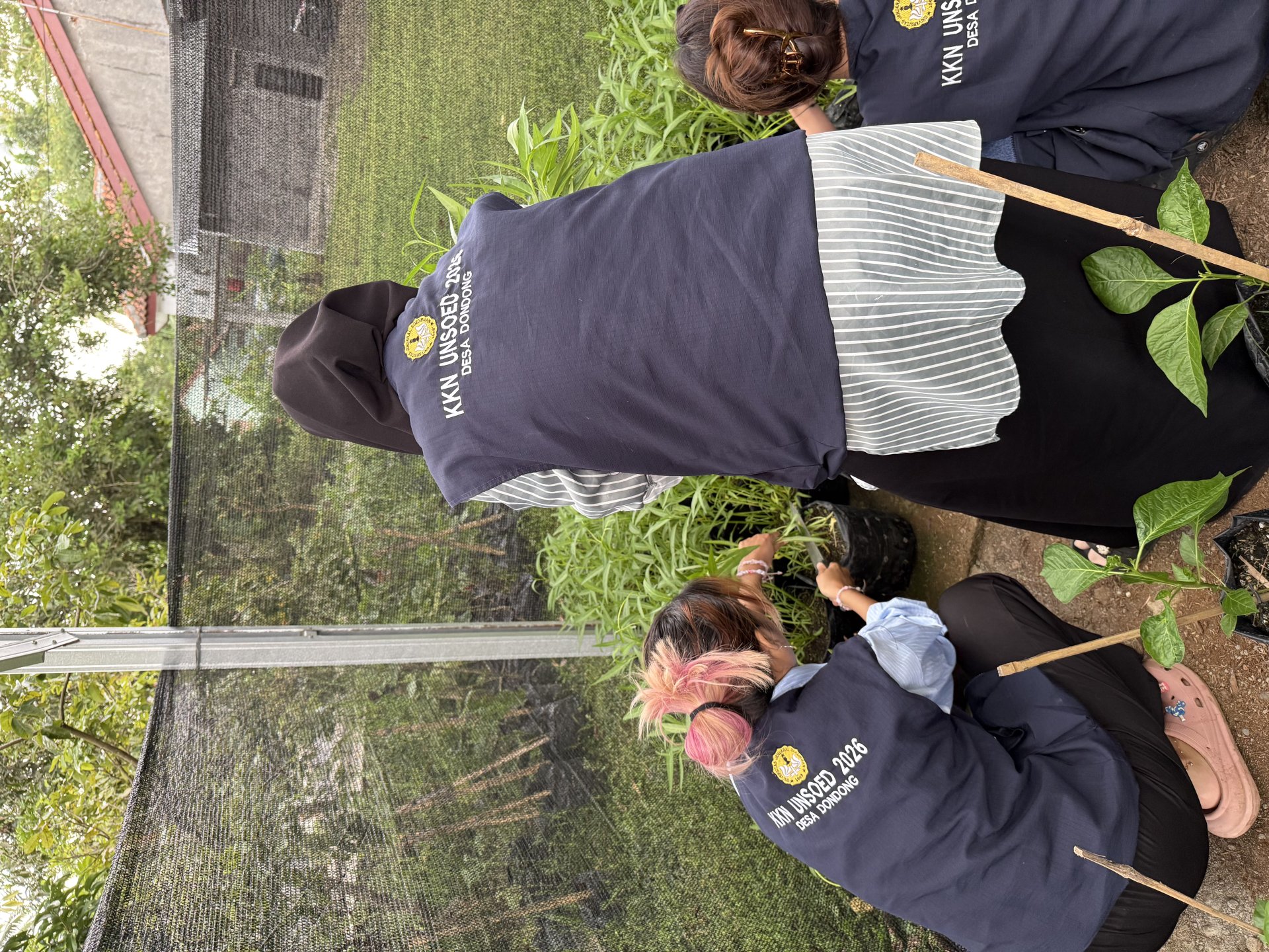 Pemanenan Kangkung Bersama KWT