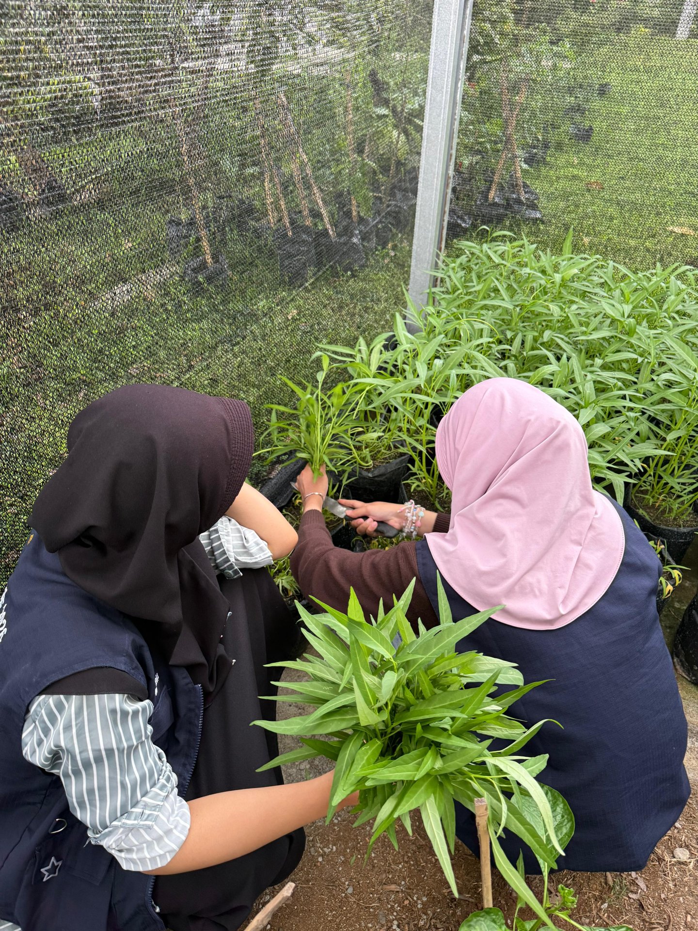 Intensifikasi Pekarangan (Panen Kangkung)