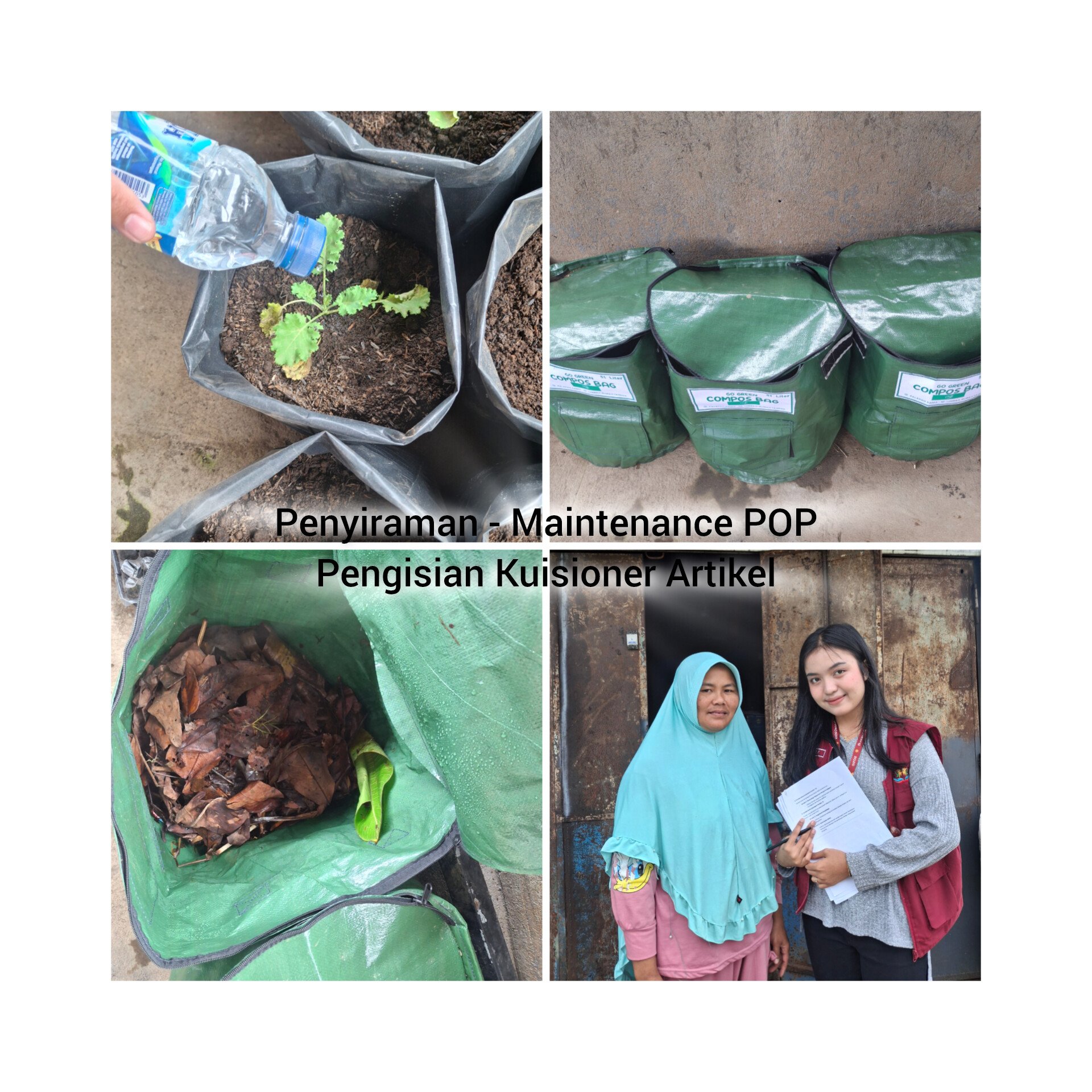 Penyiraman, Maintenance POP, dan Pengisian Kuisioner Artikel