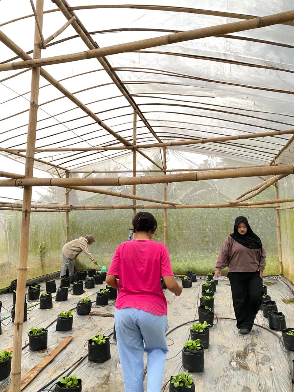 Hari ke-32 KKN: Penyiraman Pakcoy di Greenhouse