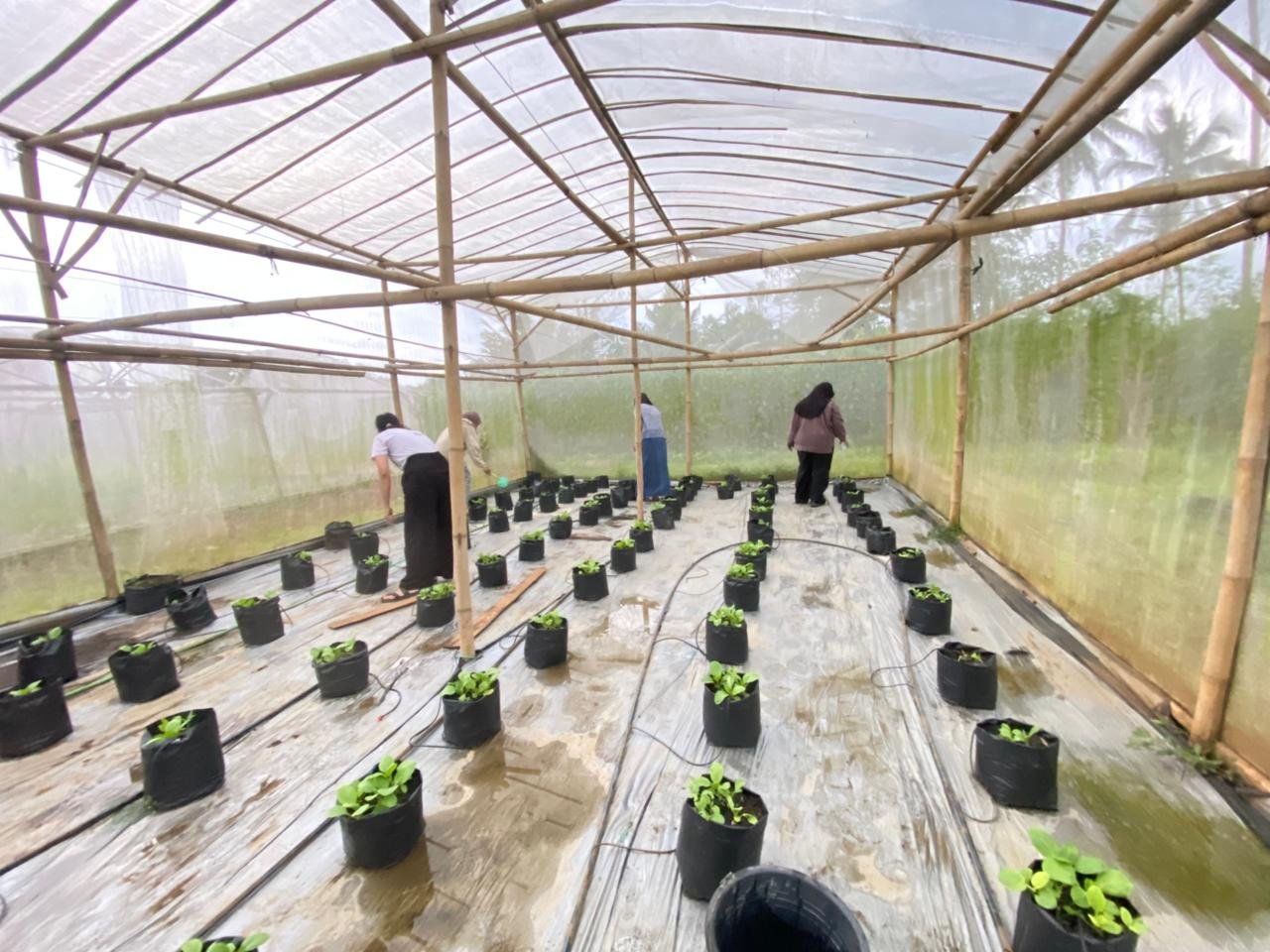 Kegiatan KKN Hari Ke-32: Pemeliharaan Tanaman Pakcoy di Greenhouse