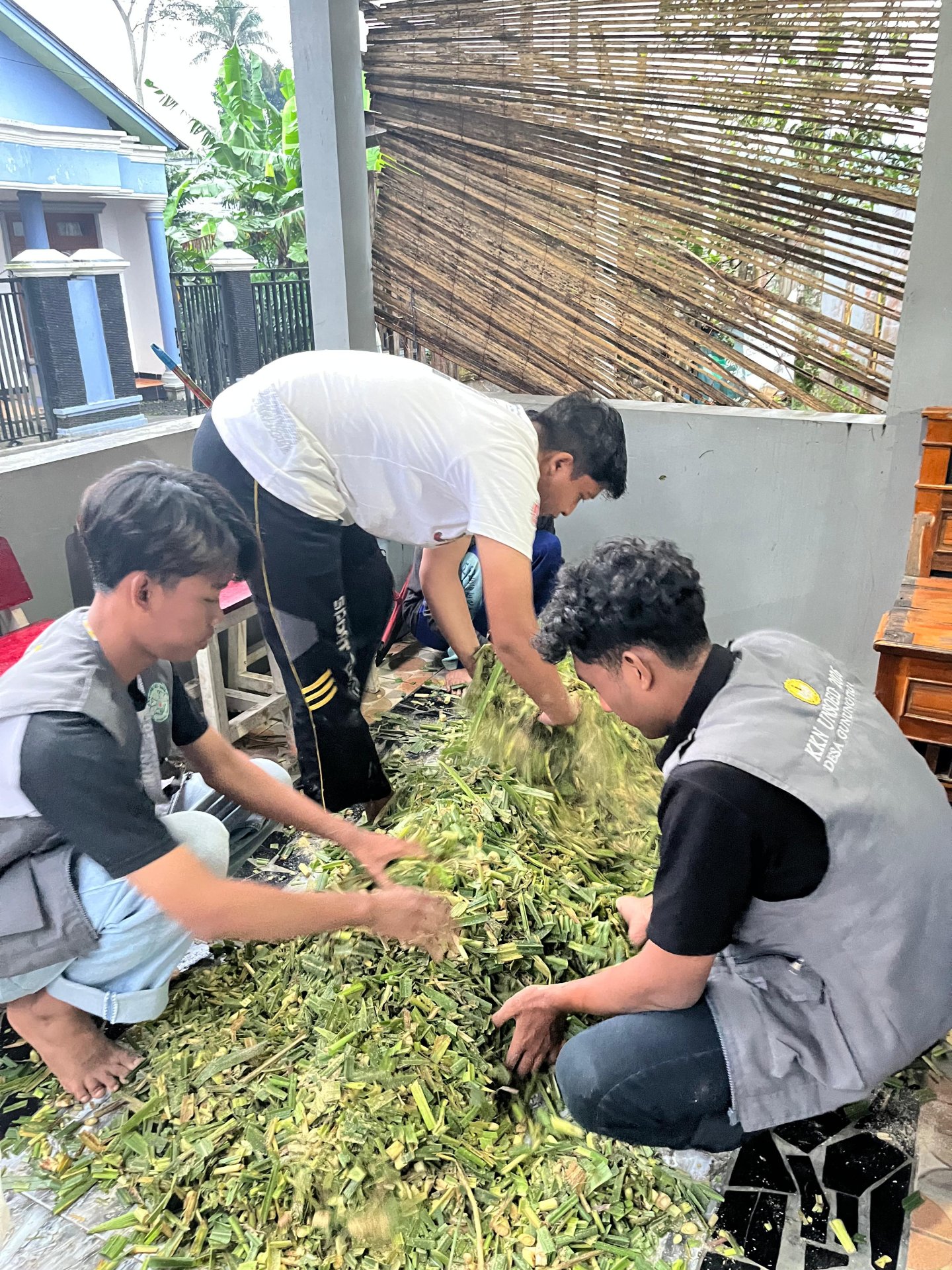 Pembuatan Silase Pakan Ternak