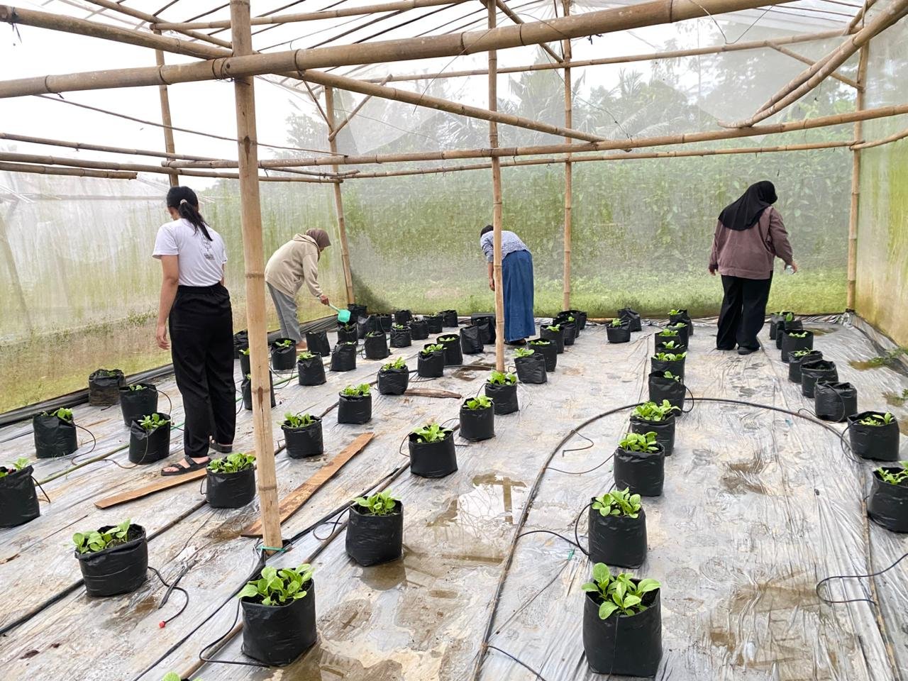 Day 32! Penyiraman Pakcoy