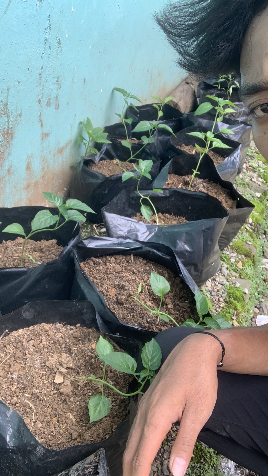 PENGAPLIKASIAN PUPUK ORGANIK CAIR KE TANAMAN CABAI DI KEGIATAN INTENSIFIKASI PEKARANGAN