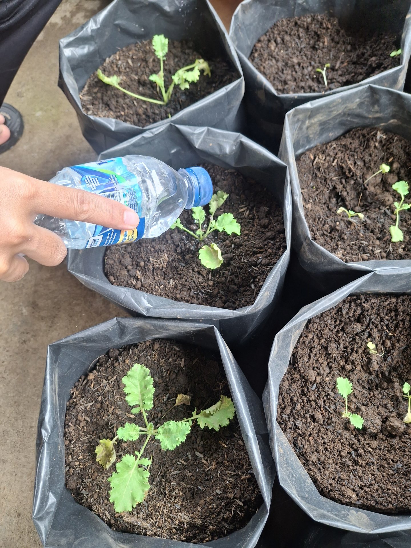 Perawatan Rutin Tanaman Kale Keriting