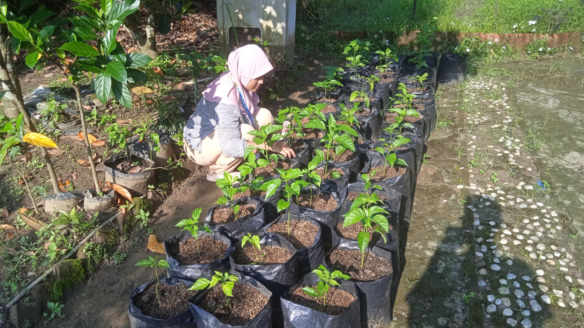 Monitoring Tanaman Cabai