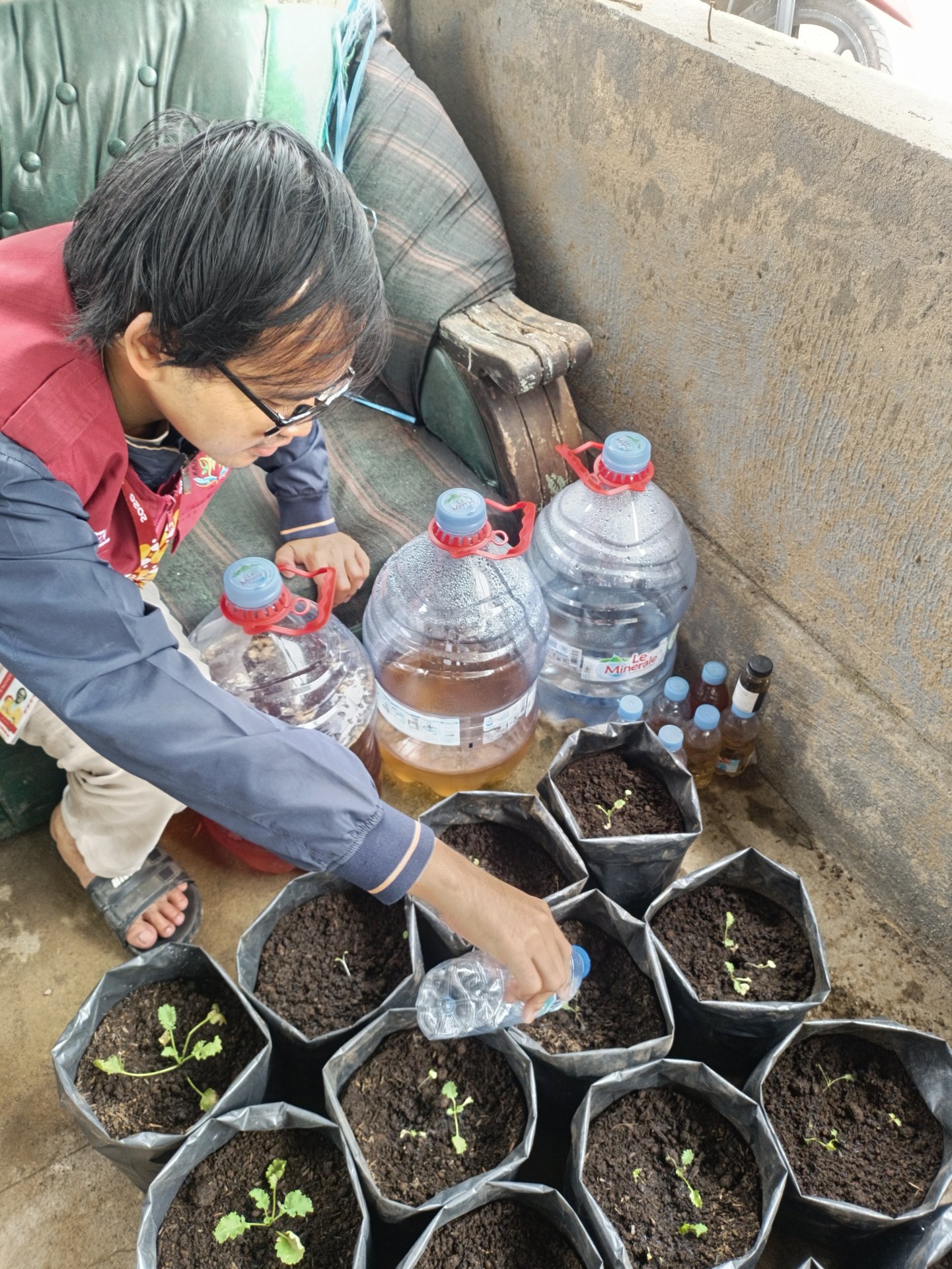 Penyiraman rutin tanaman kale kriting