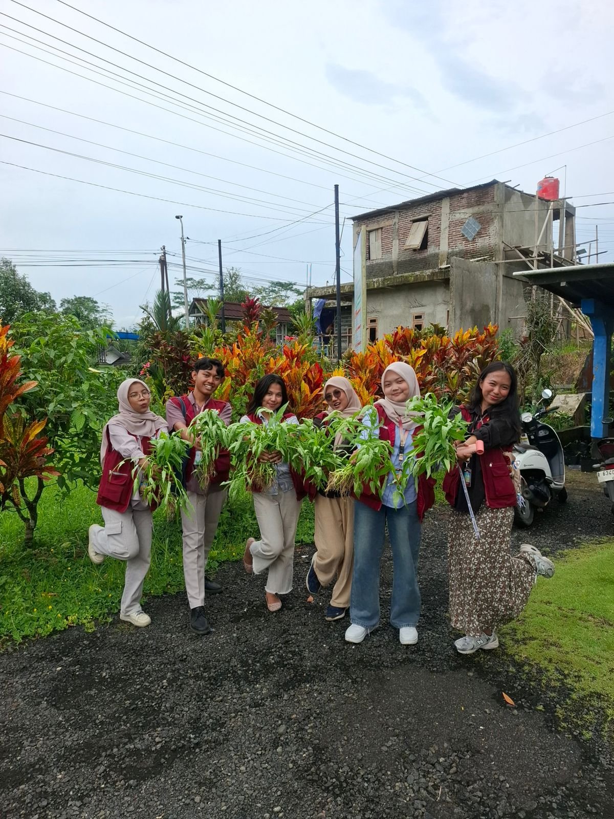 Pemanenan Tanaman Kangkung