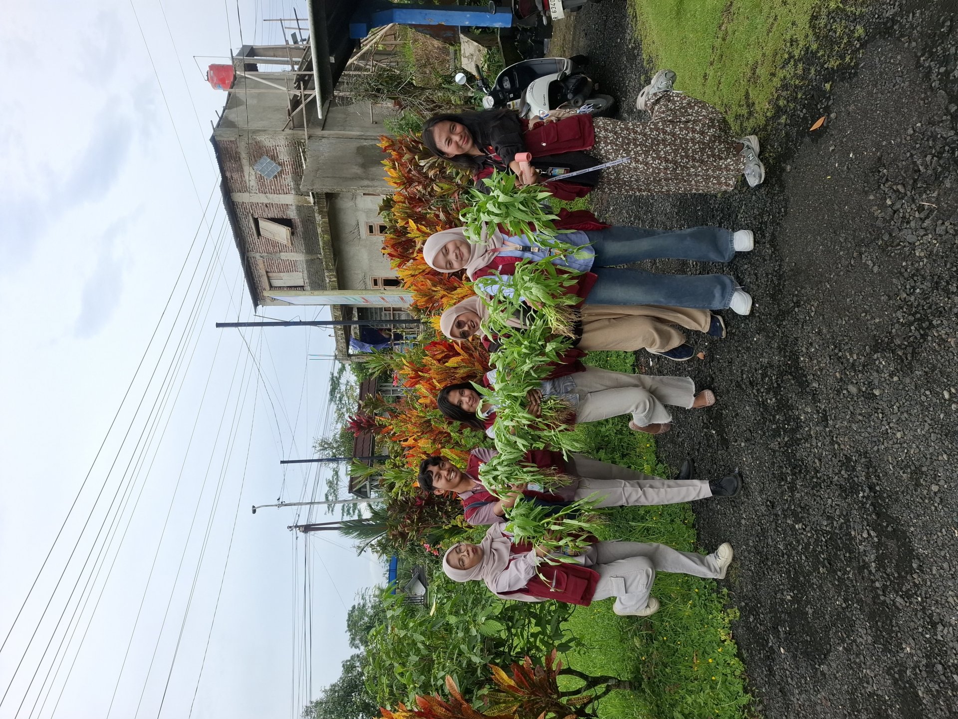 pemanenan tanaman kangkung yang dibudidayakan secara organik